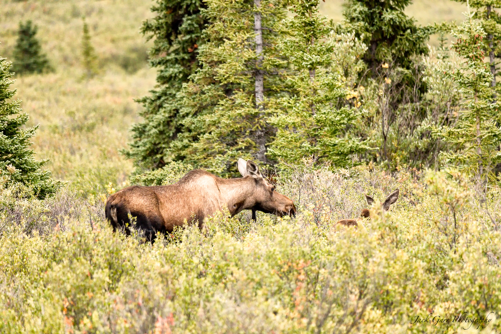 Canon EOS 5DS + Sigma 150-600mm F5-6.3 DG OS HSM | C sample photo. Moose cow and calf feeding in denali national park photography