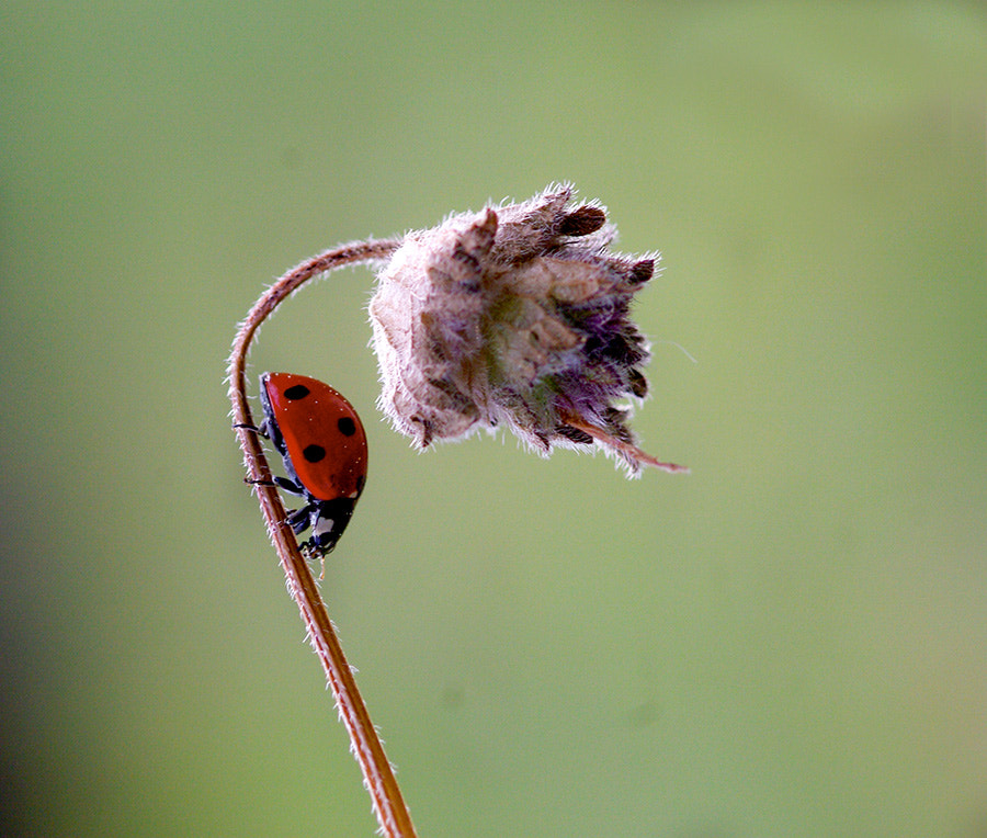 Pentax K20D + smc PENTAX-FA Macro 100mm F2.8 sample photo. Ladybug photography