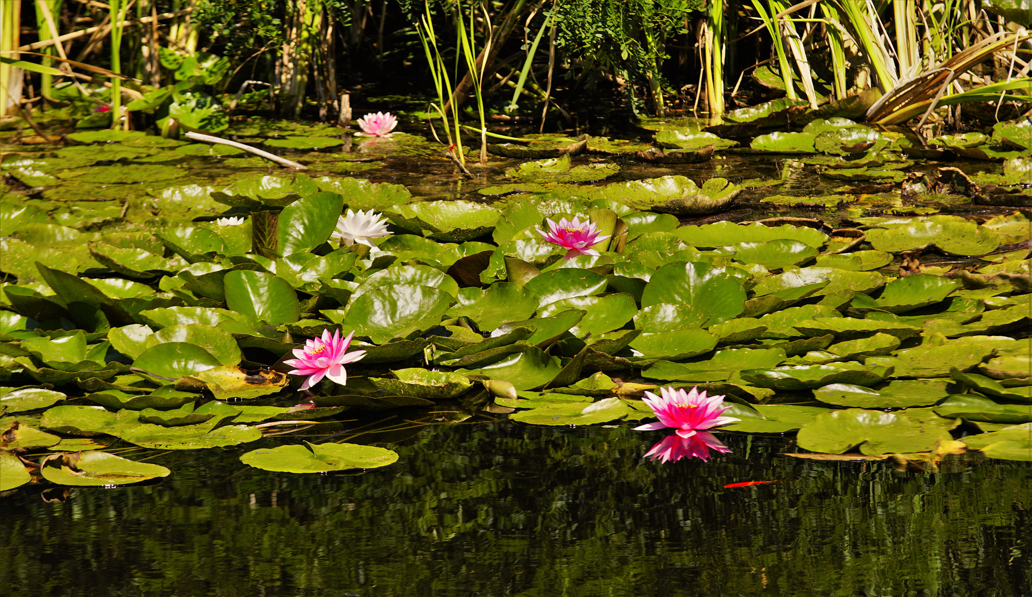 Sony SLT-A68 sample photo. Water lily photography