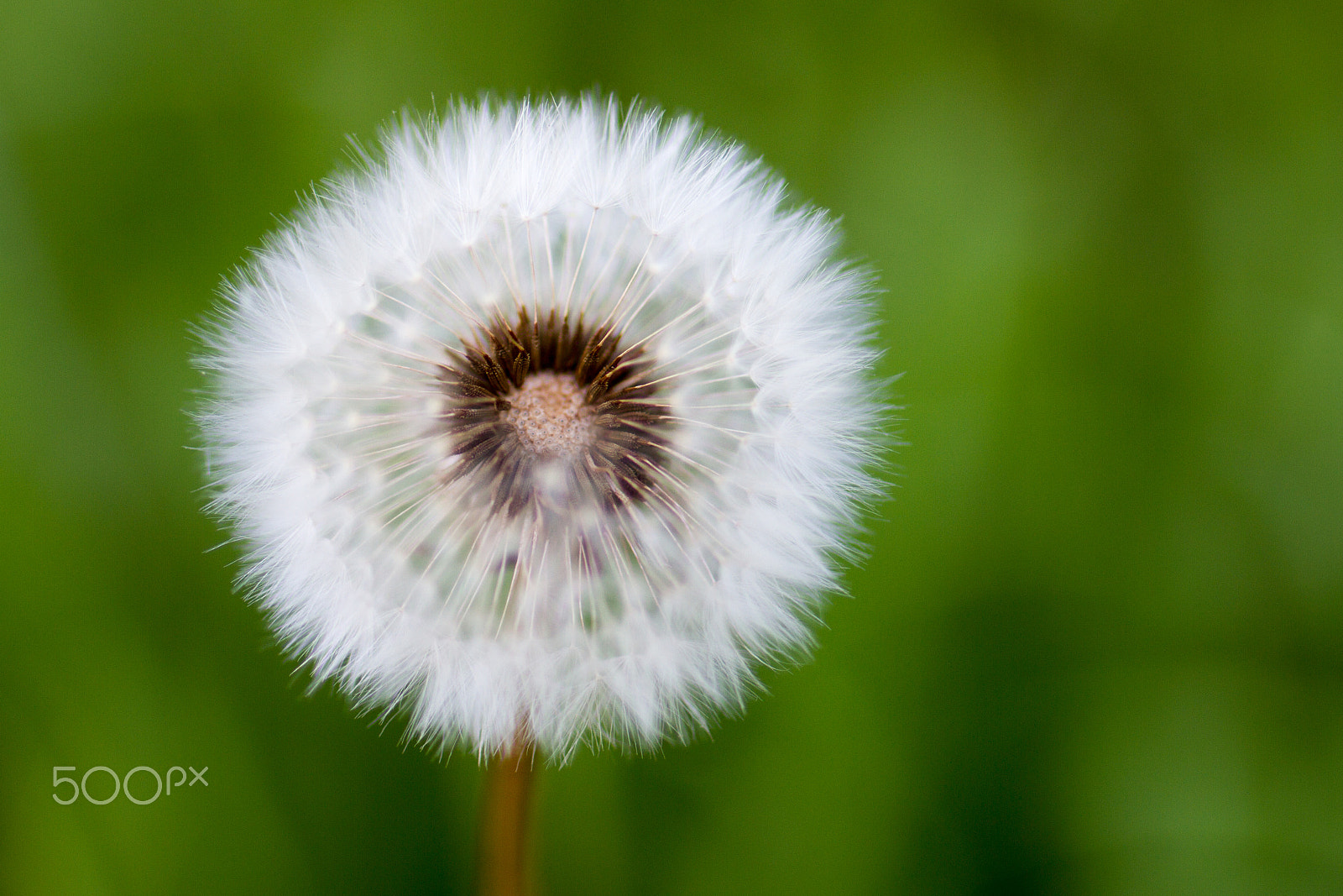 Tamron SP 35mm F1.8 Di VC USD sample photo. Closeup of european dandelion's ripe fruits photography