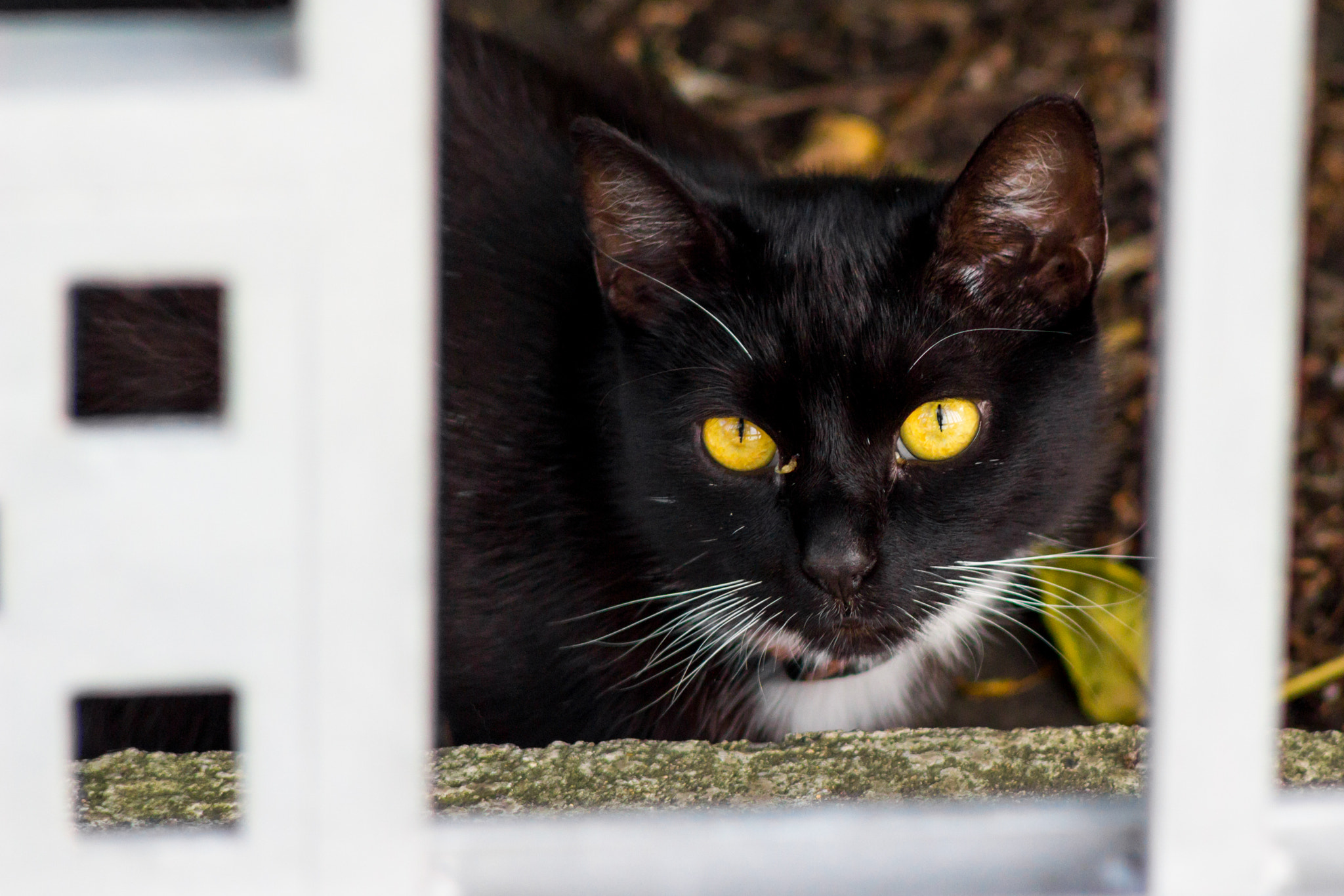 Canon EF 35-80mm f/4-5.6 sample photo. Those eyes photography