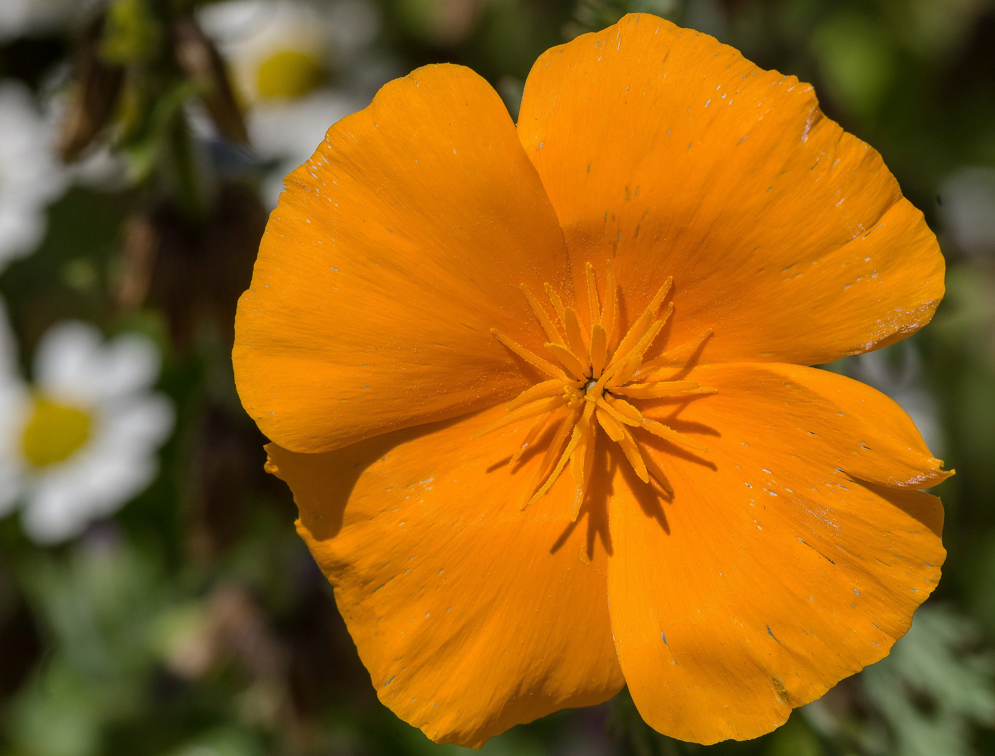 Sony SLT-A77 + Sigma 30mm F1.4 EX DC HSM sample photo. Kalifornischer mohn photography