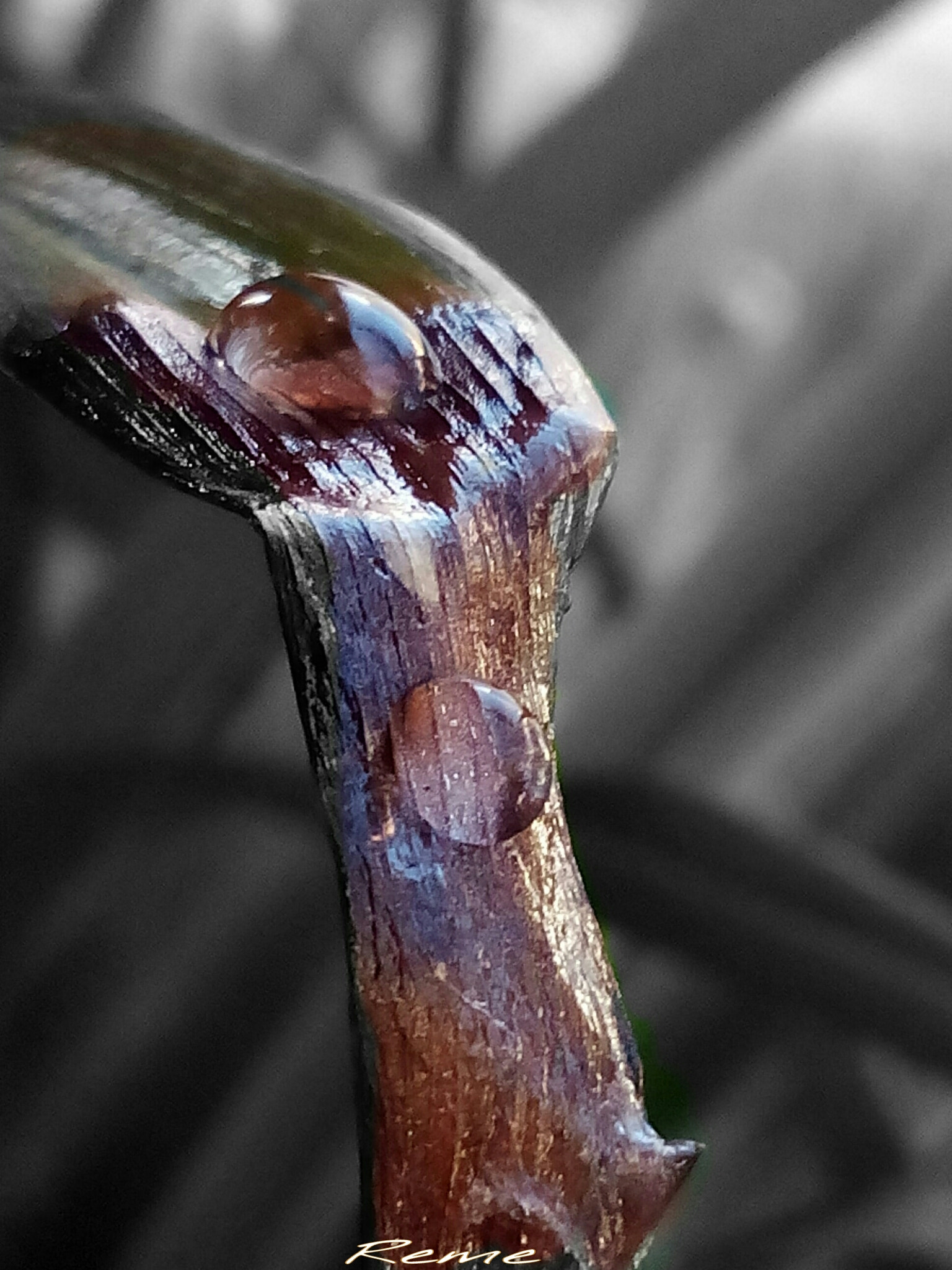 bq Aquaris E5 HD sample photo. Color selectivo photography