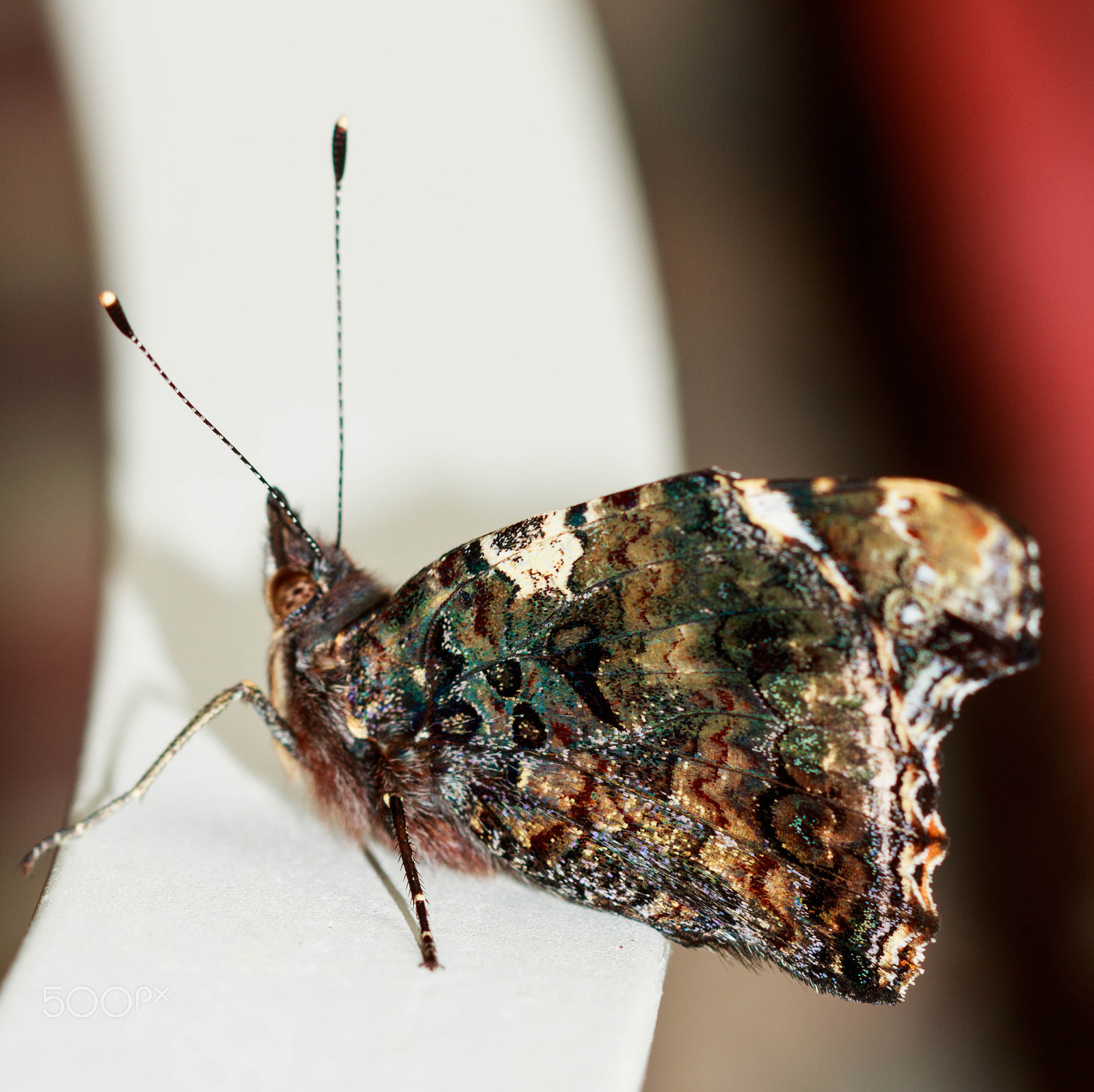 Canon EF 100mm F2.8 Macro USM sample photo. Red admiral butterfly side 1 photography