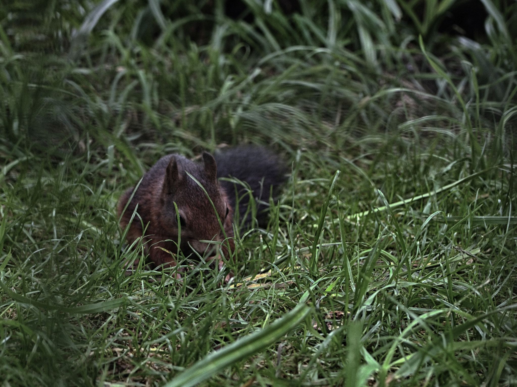 Olympus PEN E-P1 sample photo. Chipmunk - ardilla photography