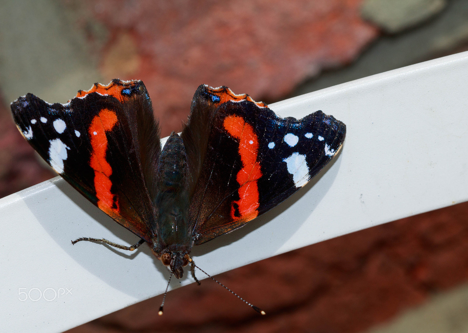 Canon EF 100mm F2.8 Macro USM sample photo. Red admiral butterfly top 2 photography