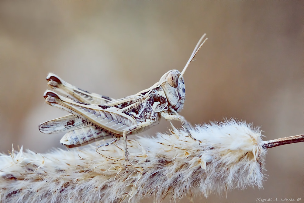 Sony ILCA-77M2 sample photo. Grasshopper photography