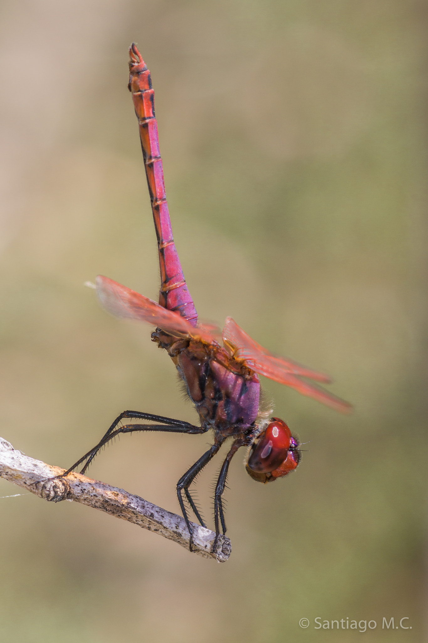 Sony SLT-A77 + Sony 100mm F2.8 Macro sample photo. Trithemis annulata photography