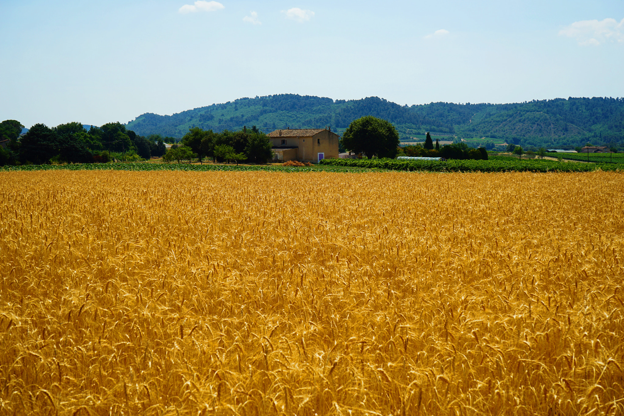 Sony a7 II + Tamron 18-200mm F3.5-6.3 Di III VC sample photo. Harvest 2016 photography