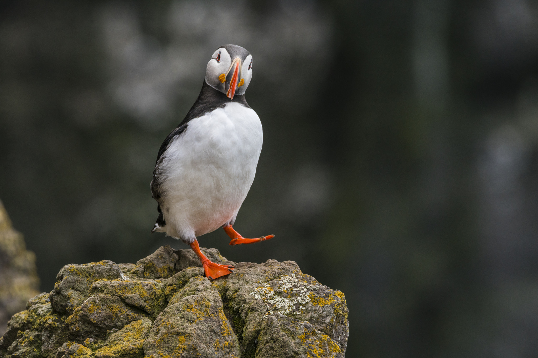 150-600mm F5-6.3 DG OS HSM | Contemporary 015 sample photo. Puffin dance photography