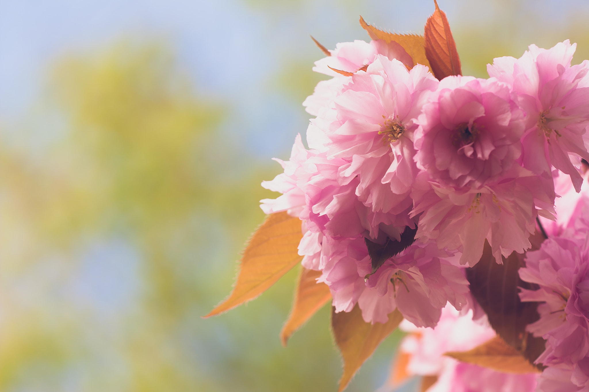 Sigma APO Macro 150mm f/2.8 EX DG HSM sample photo. Sakura photography