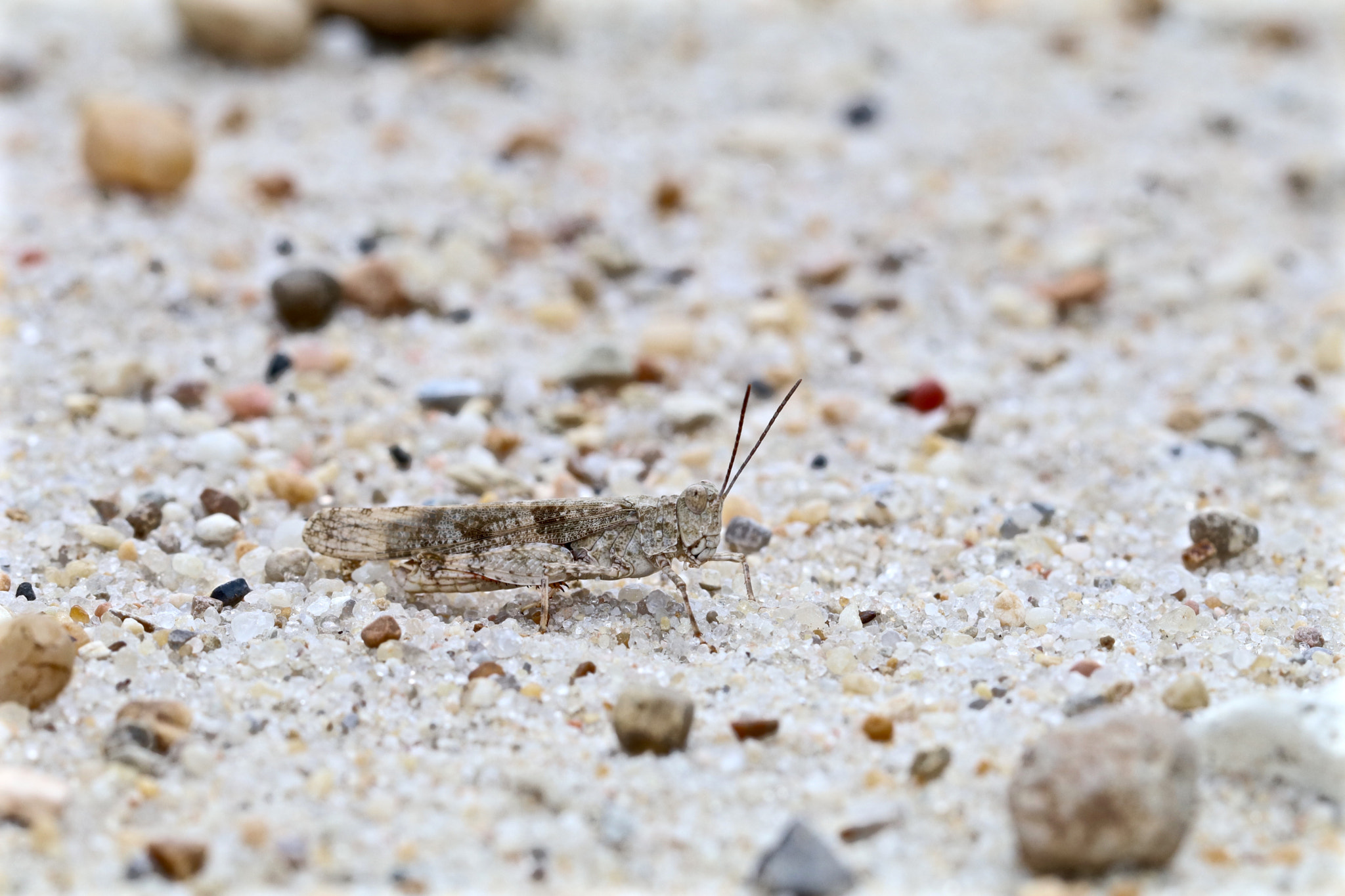 Canon EOS 80D + Canon EF 100mm F2.8L Macro IS USM sample photo. Hopper in the sand photography
