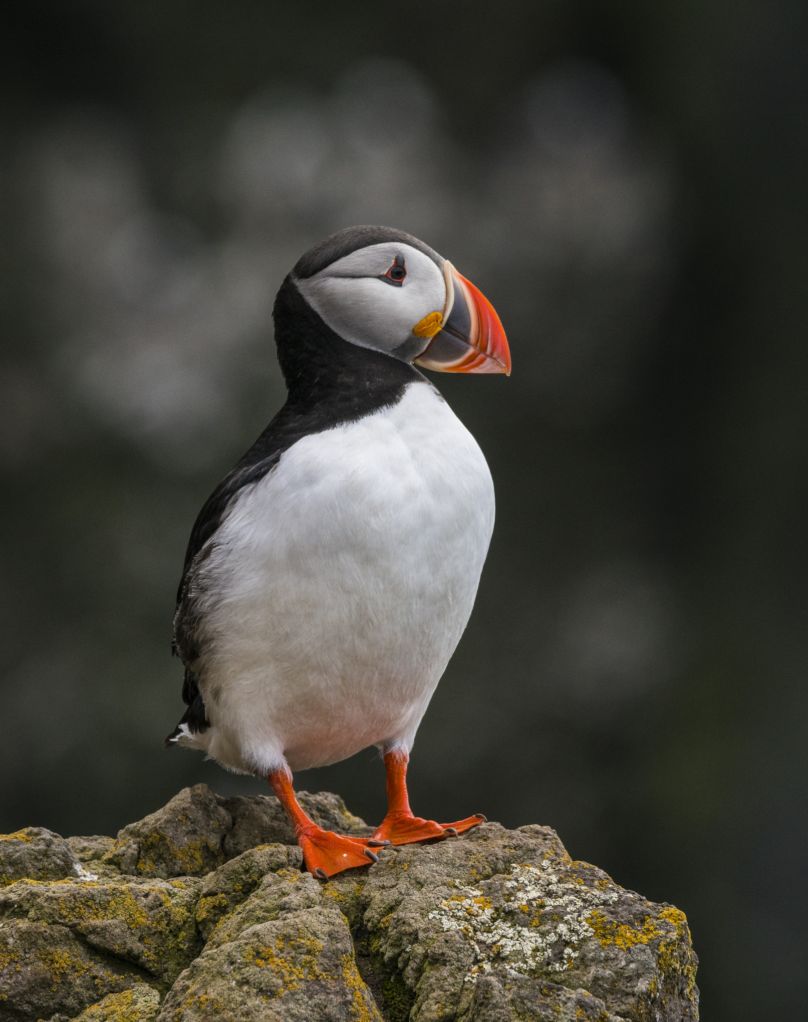 150-600mm F5-6.3 DG OS HSM | Contemporary 015 sample photo. Puffin portrait photography