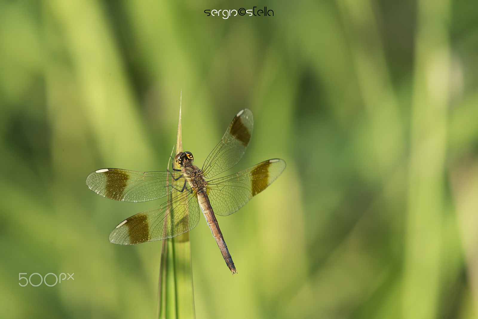 Sigma 150mm F2.8 EX DG Macro HSM sample photo. Sympetrum pedemontanum____ photography