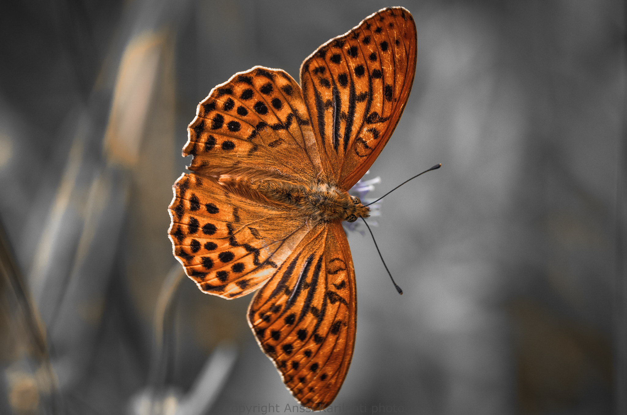 Sigma 105mm F2.8 EX DG OS HSM sample photo. Silver washed fritillary (v16) photography
