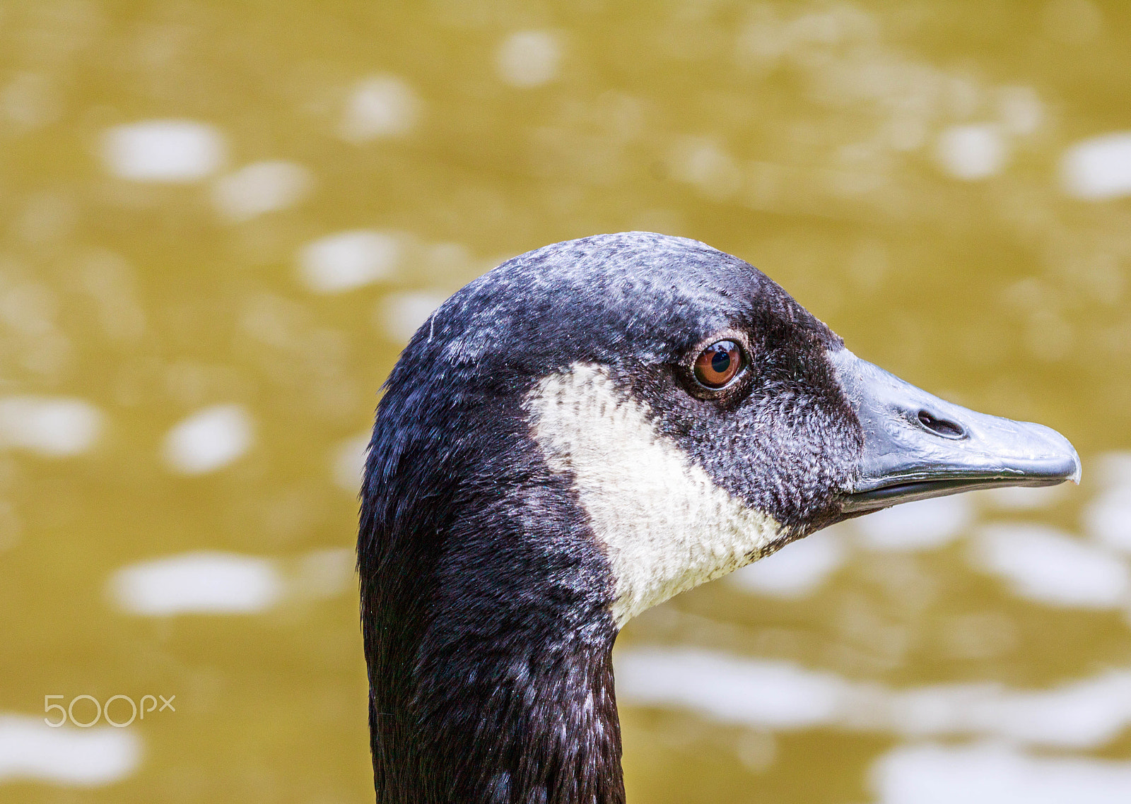 Canon EF 100-400mm F4.5-5.6L IS USM sample photo. My eye photography