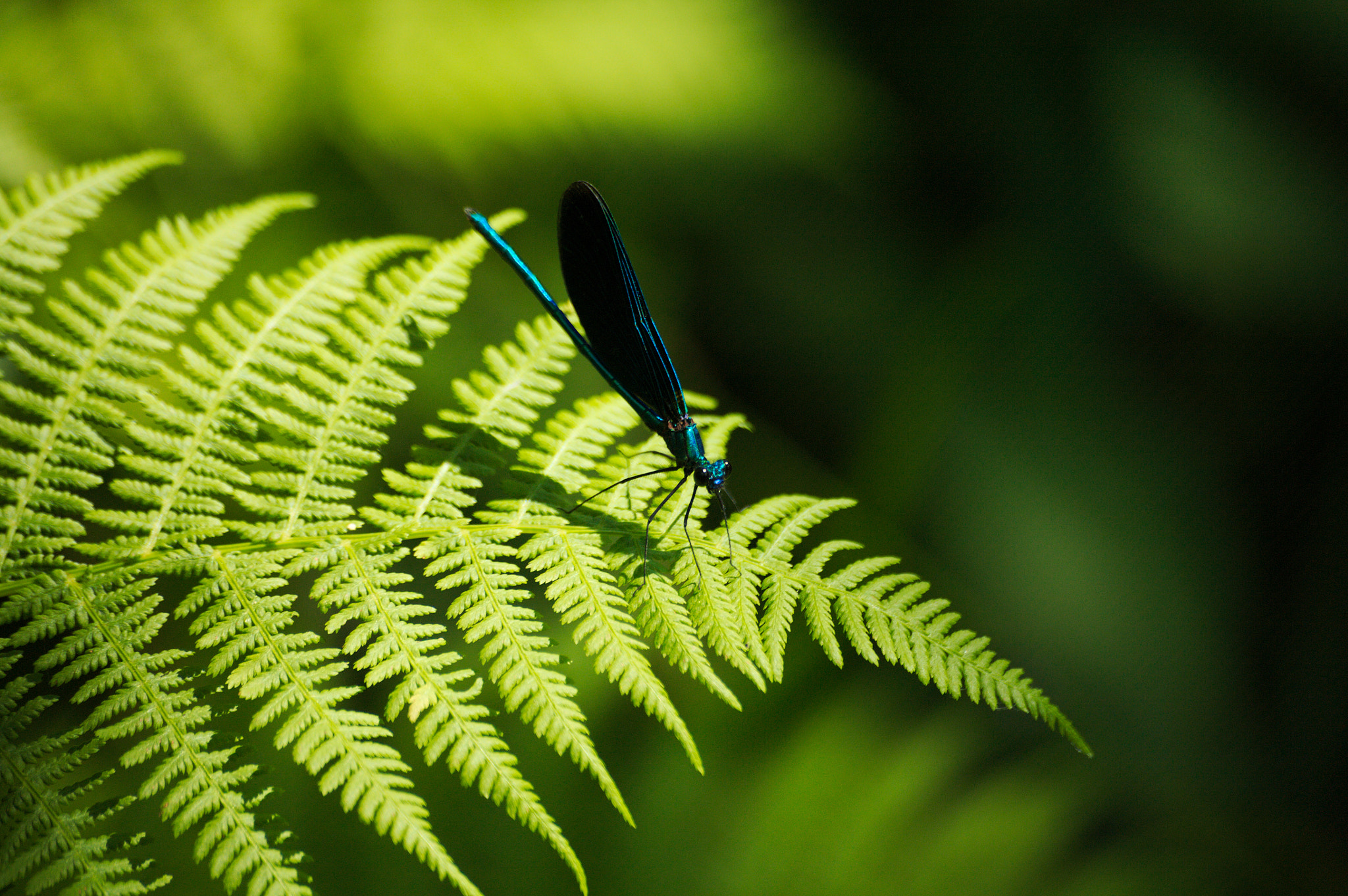 Canon EOS 5D + Sigma 50-200mm F4-5.6 DC OS HSM sample photo. Dragonfly photography