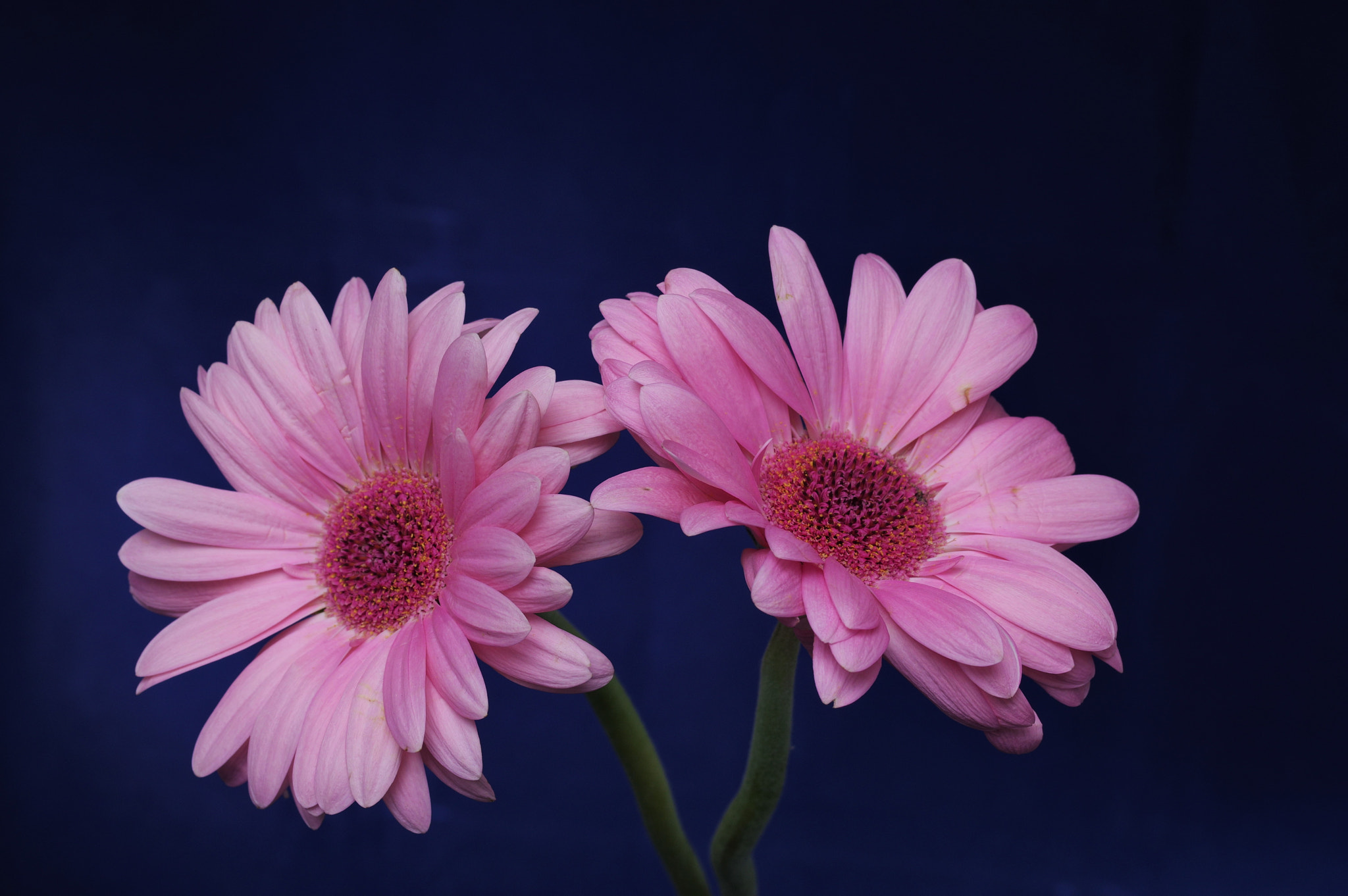 Pentax smc D-FA 50mm F2.8 Macro sample photo