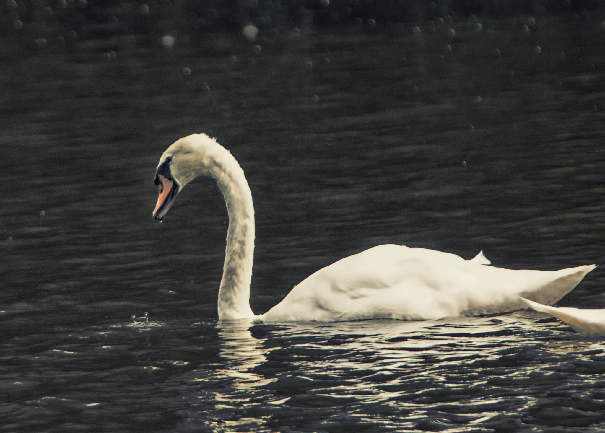 Canon EOS 750D (EOS Rebel T6i / EOS Kiss X8i) + Canon EF 100-400mm F4.5-5.6L IS USM sample photo. Just alone photography