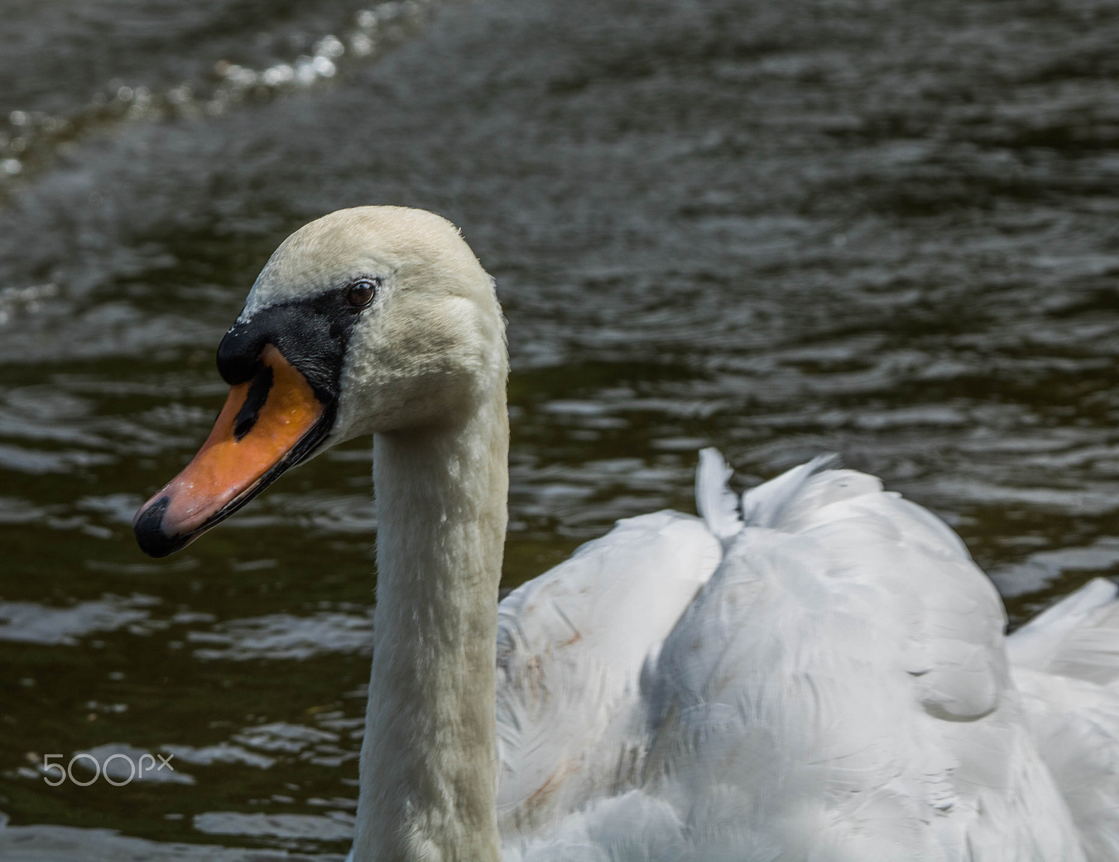 Canon EF 100-400mm F4.5-5.6L IS USM sample photo. Head shot photography