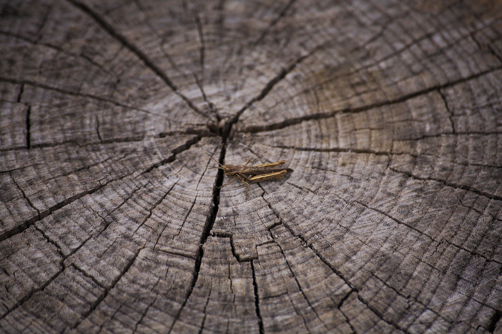Canon EOS 5D sample photo. Double gray photography