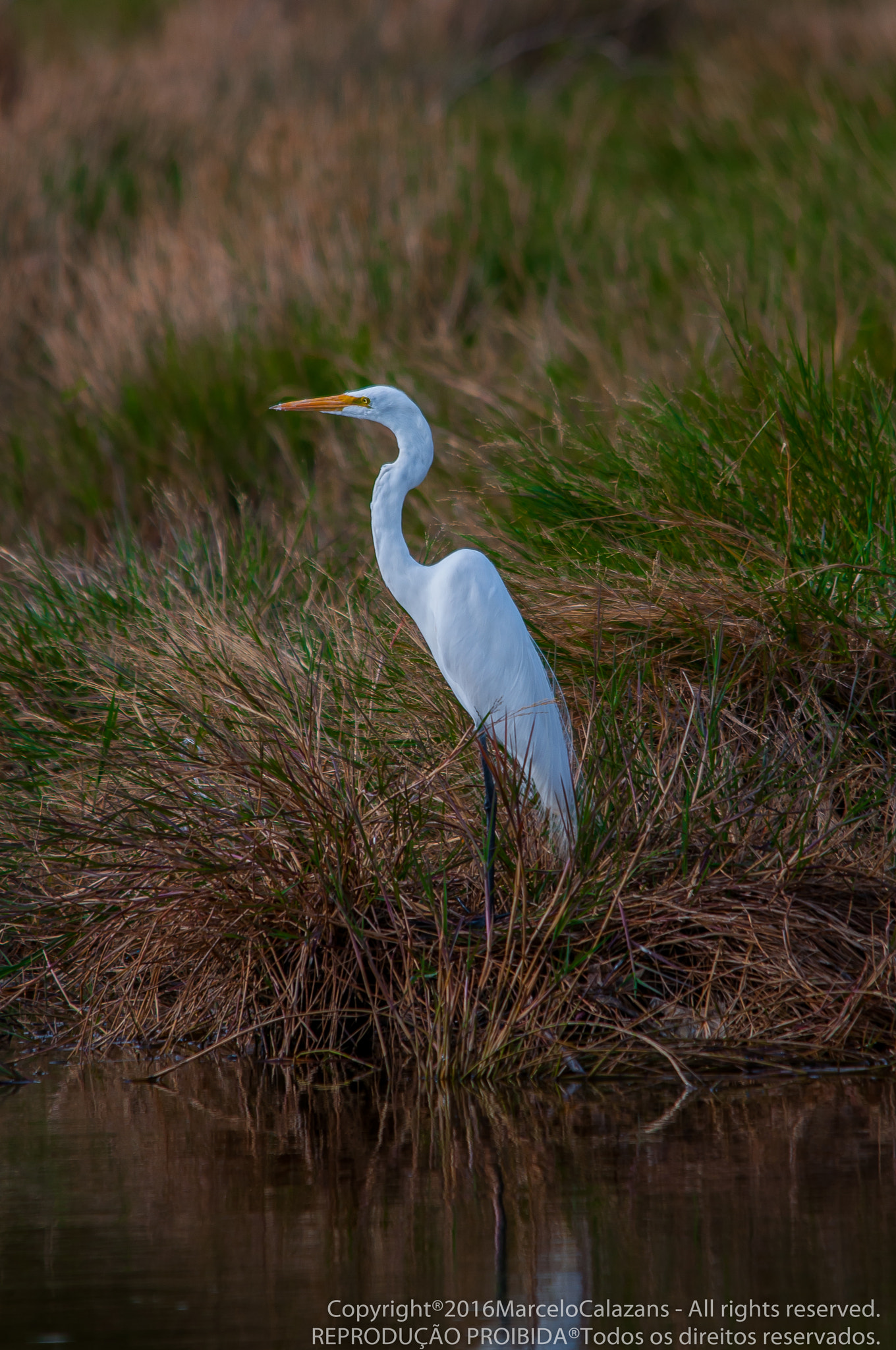 Sigma 150-500mm F5-6.3 DG OS HSM sample photo. Ardea alba photography