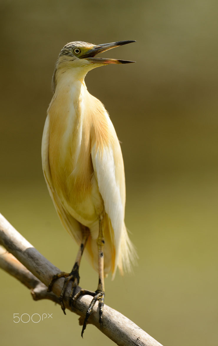 Nikon D600 + Nikon AF-S Nikkor 500mm F4G ED VR sample photo. The call photography