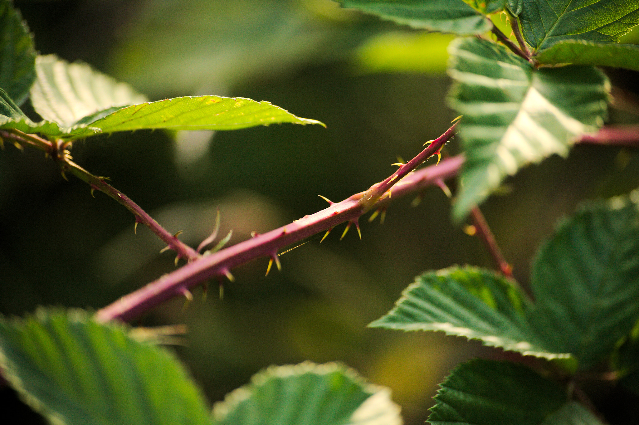 Canon EOS 5D sample photo. Spikes photography