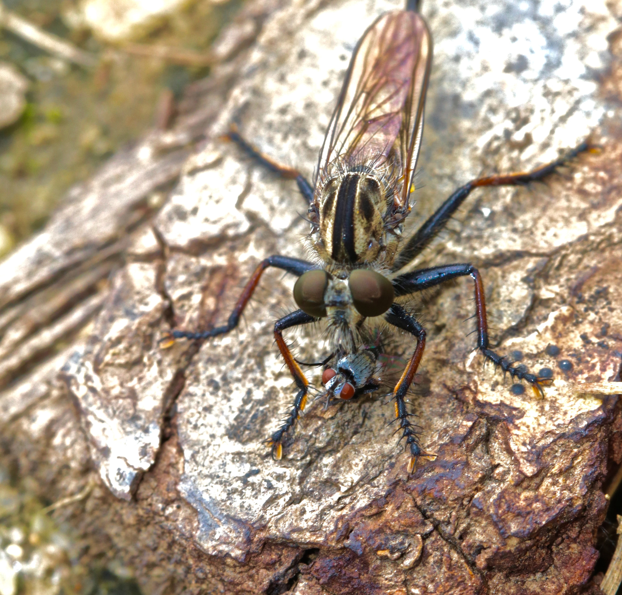 Canon EOS 80D + Canon EF 100mm F2.8L Macro IS USM sample photo. Robber fly with prey photography