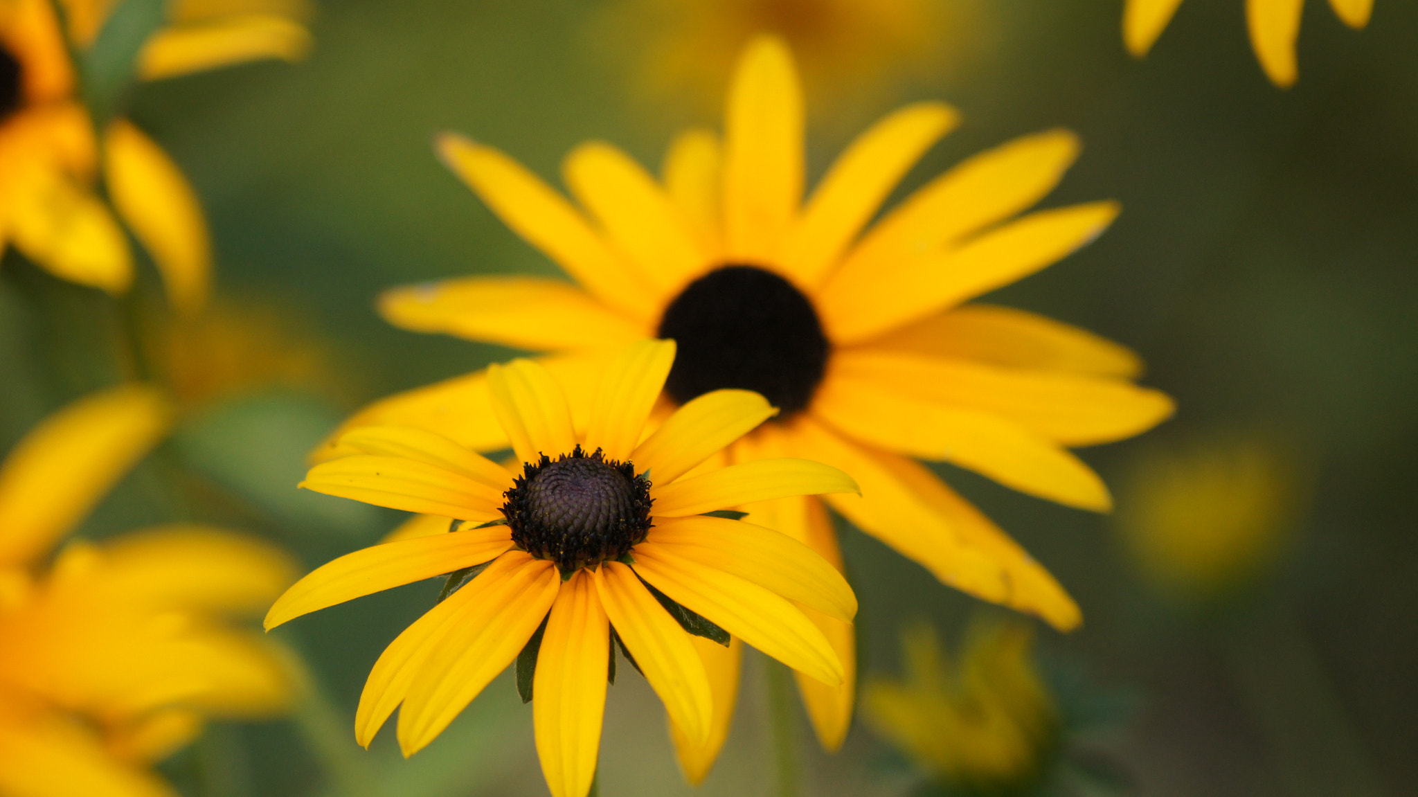 Sony DT 55-200mm F4-5.6 SAM sample photo