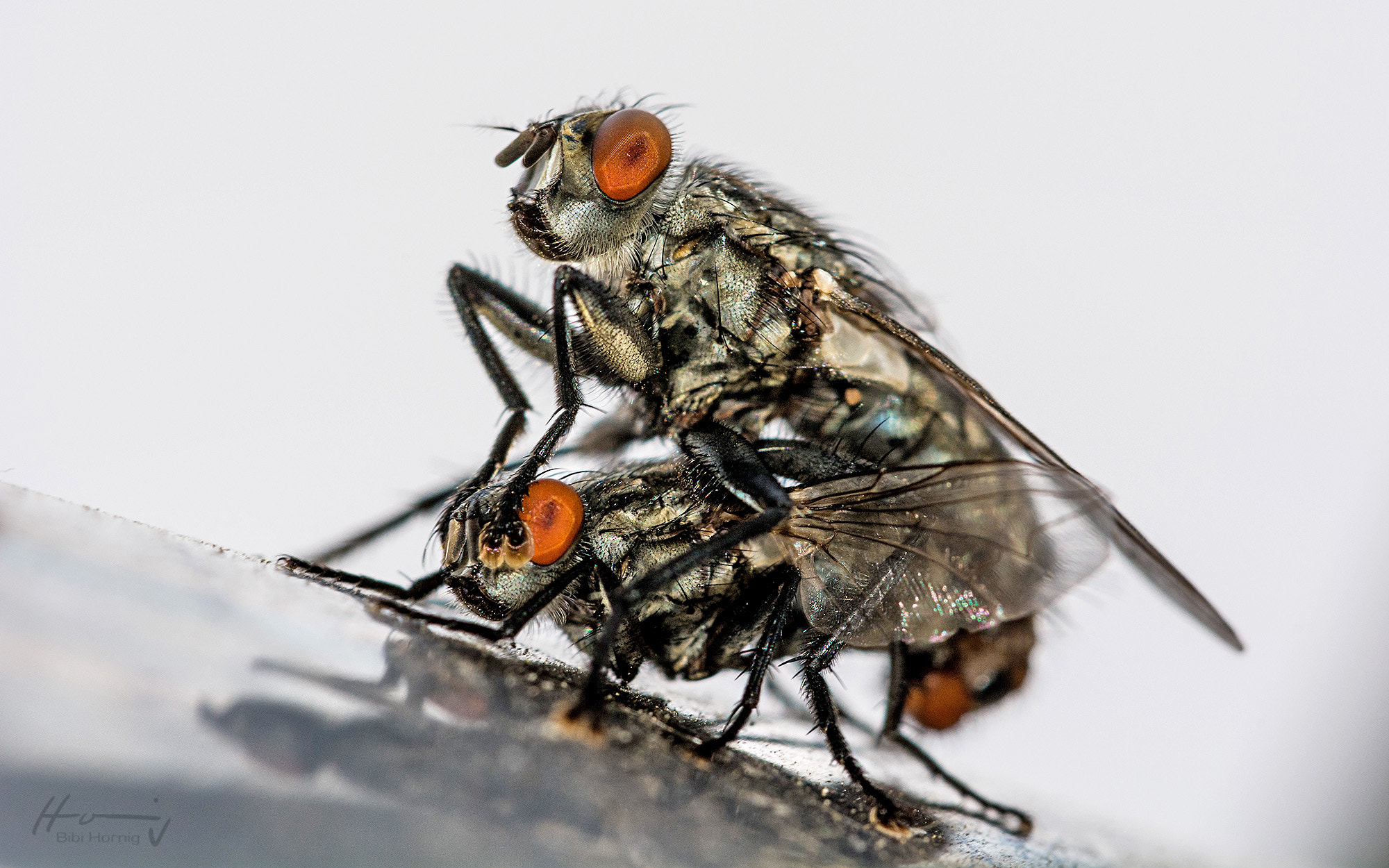 Sigma 150mm F2.8 EX DG Macro HSM sample photo. Olala photography