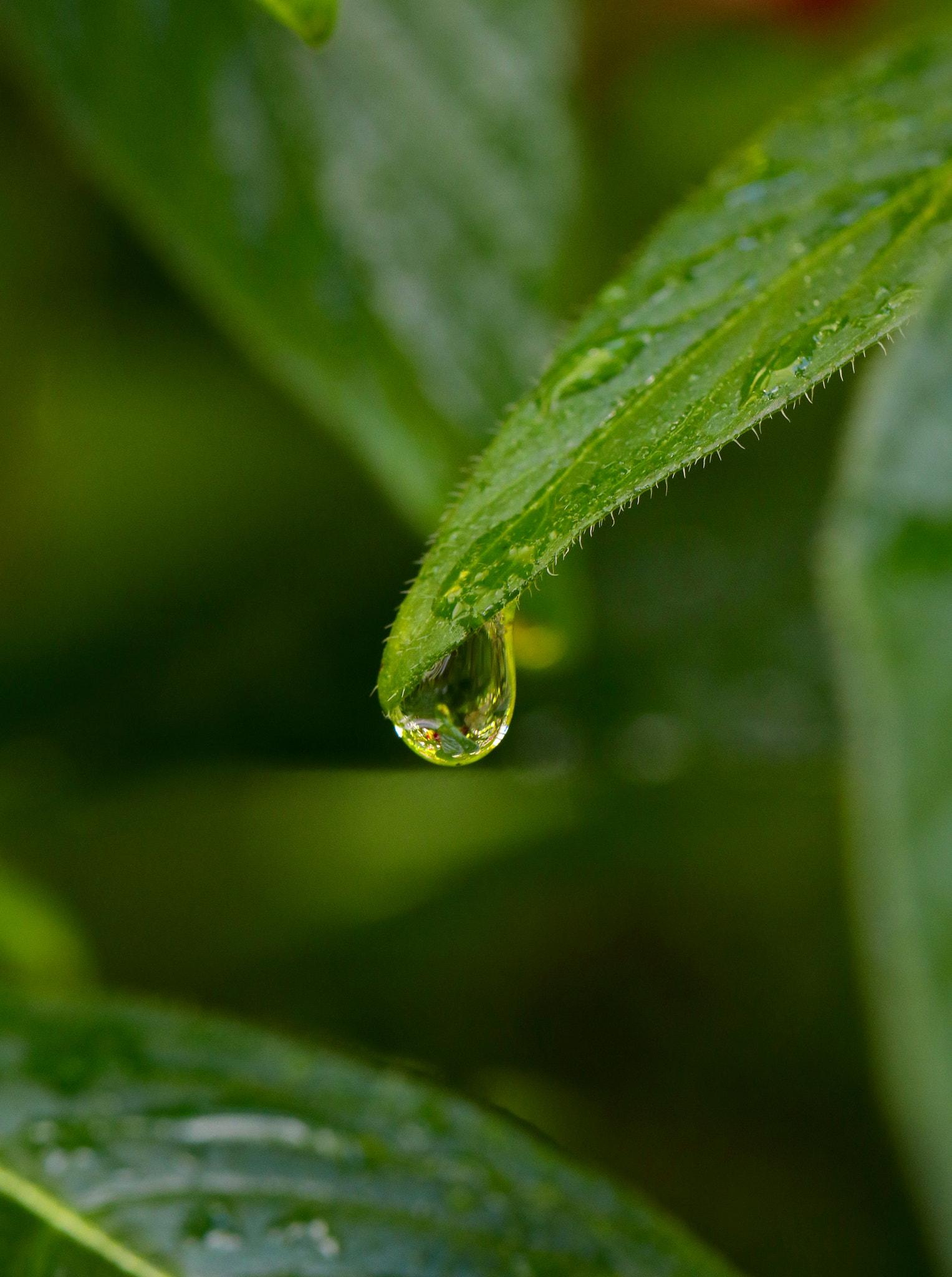 Canon EOS 80D + Canon EF 100mm F2.8L Macro IS USM sample photo. Rain photography