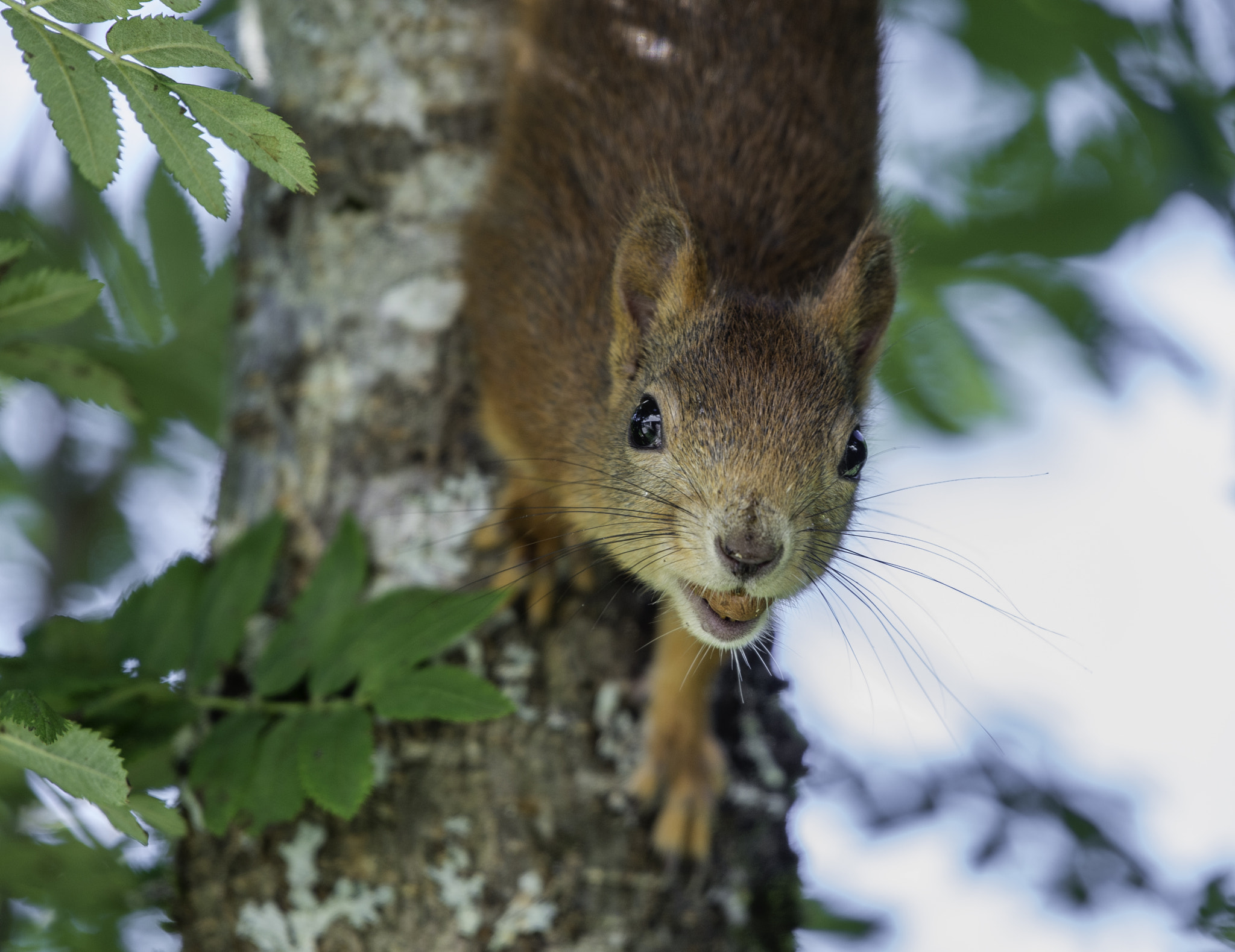Nikon AF-S Nikkor 200-500mm F5.6E ED VR sample photo. Squirrel. photography
