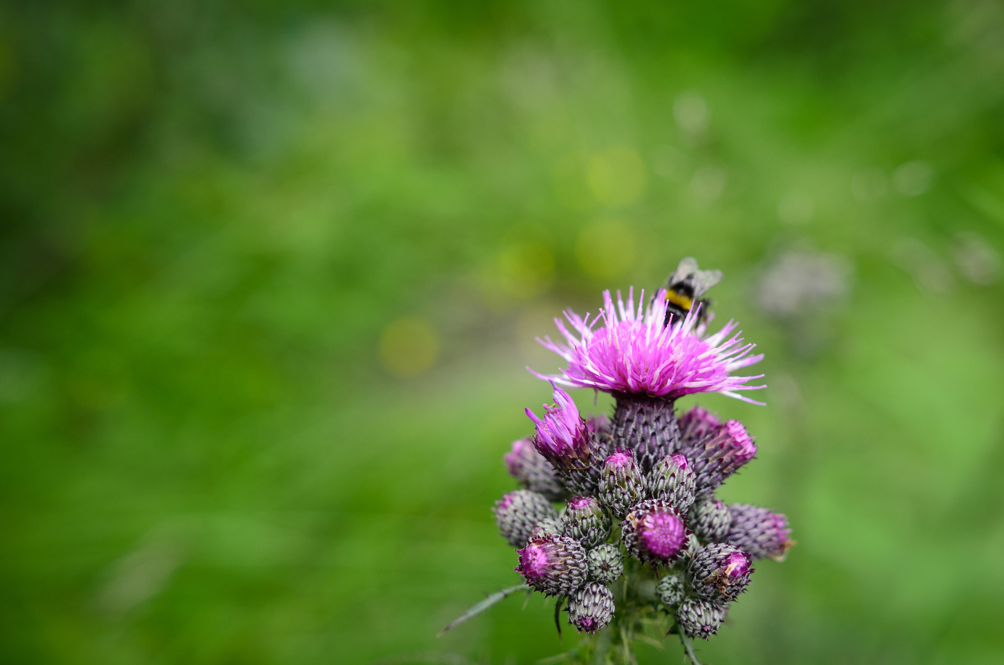 Nikon D5100 + Sigma 18-35mm F1.8 DC HSM Art sample photo. Bee on a thistle photography