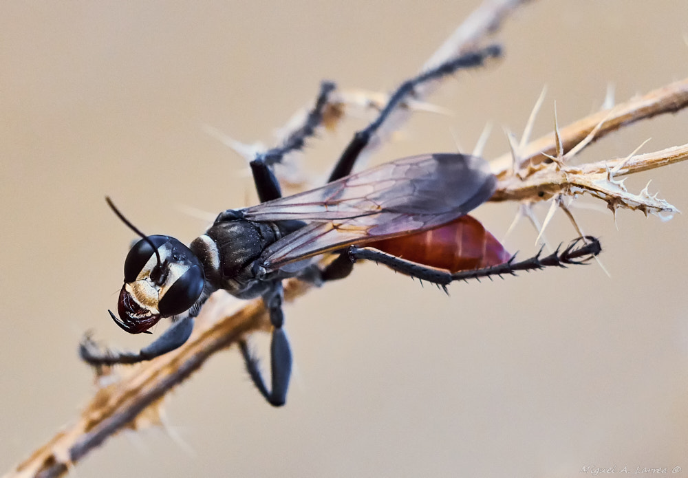 Sony ILCA-77M2 sample photo. Sphecidae photography
