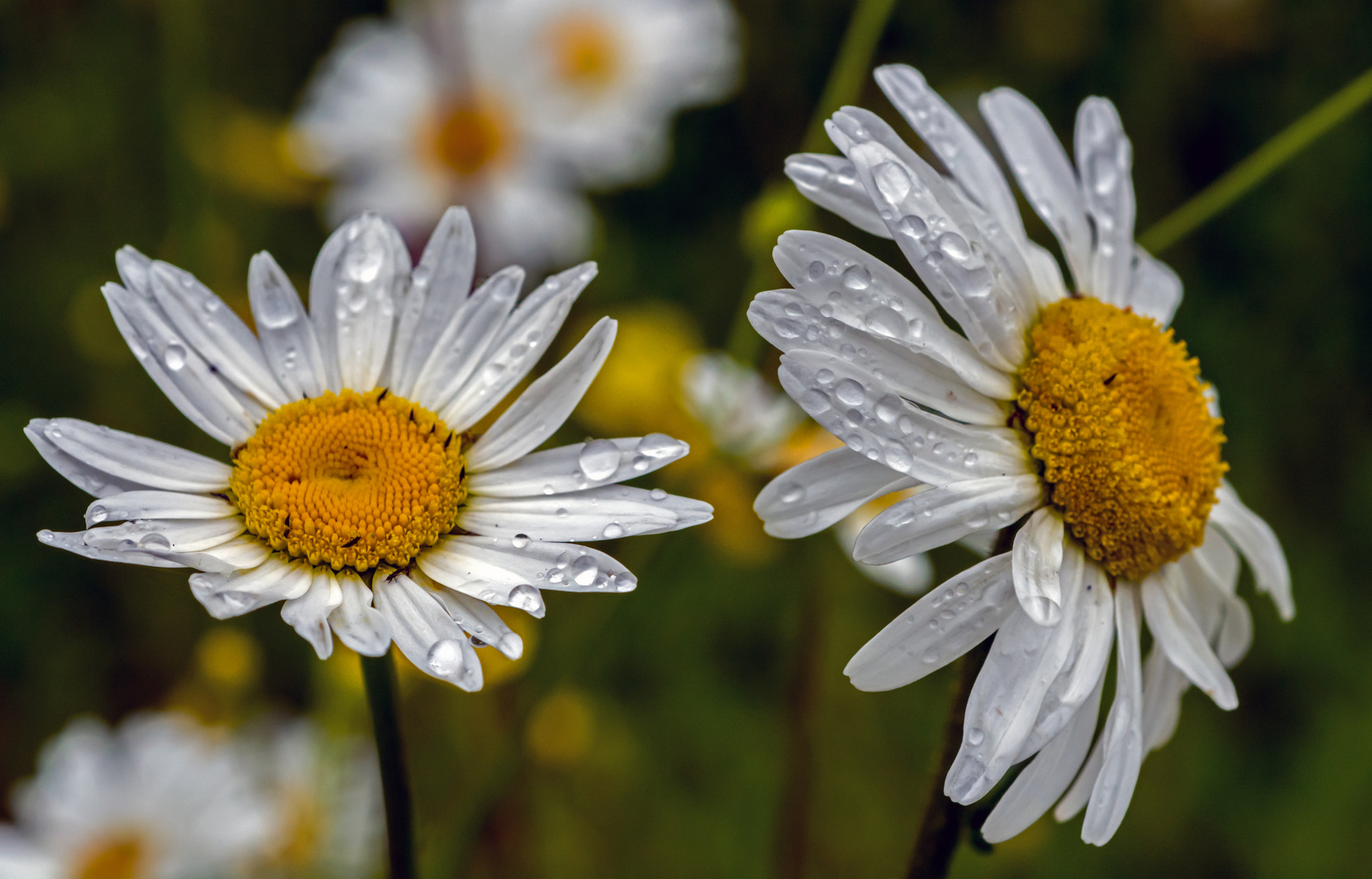 Nikon D7100 + AF Micro-Nikkor 60mm f/2.8 sample photo. Feeling fresher now! photography