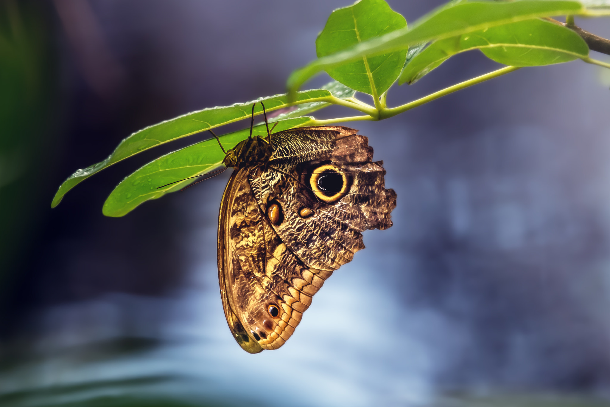 Tamron SP 70-200mm F2.8 Di VC USD sample photo. Just butterfly photography