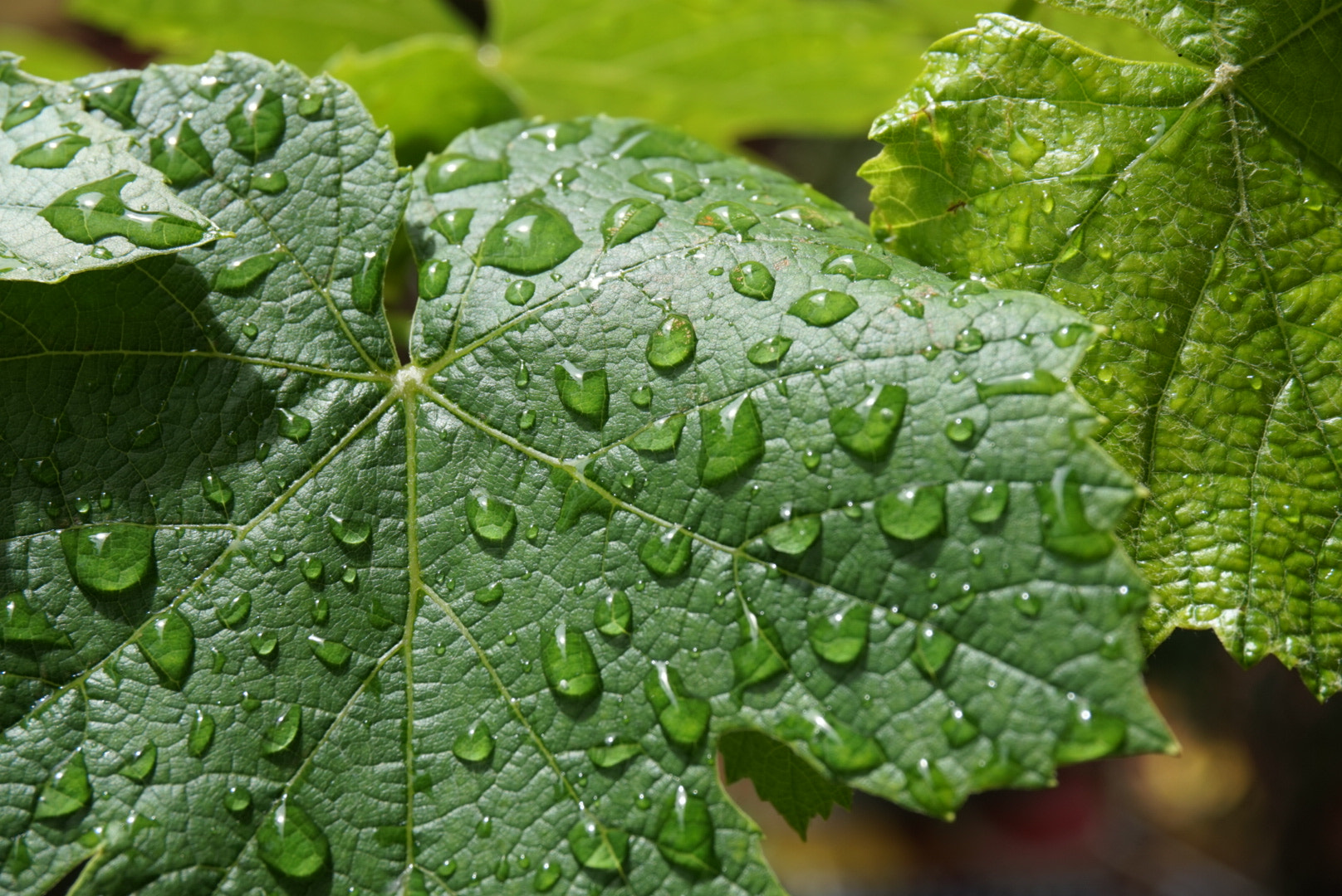 Sony Alpha QX1 sample photo. Some water please  photography