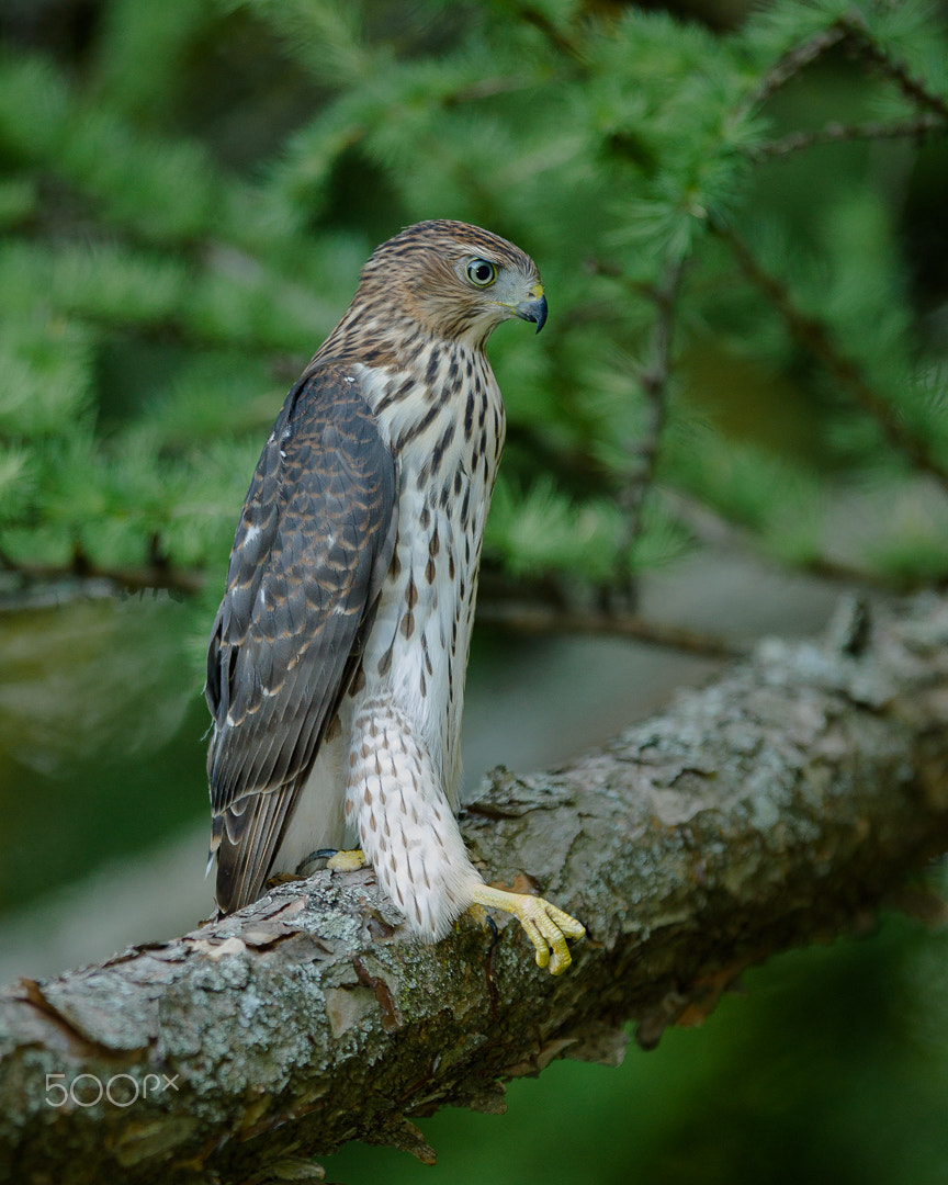 Canon EF 300mm F2.8L IS USM sample photo. The stretch photography