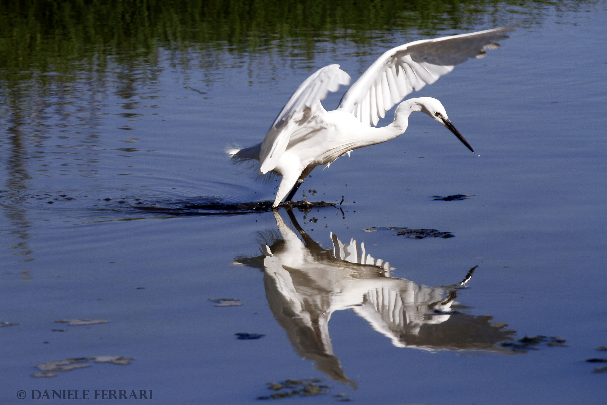 Sigma 50-500mm f/4-6.3 APO HSM EX sample photo. Surfing bird photography