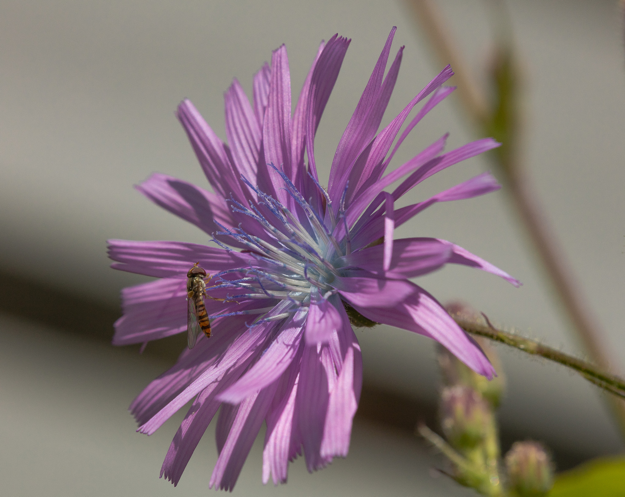 Sigma APO Macro 150mm f/2.8 EX DG HSM sample photo. Flower bee photography