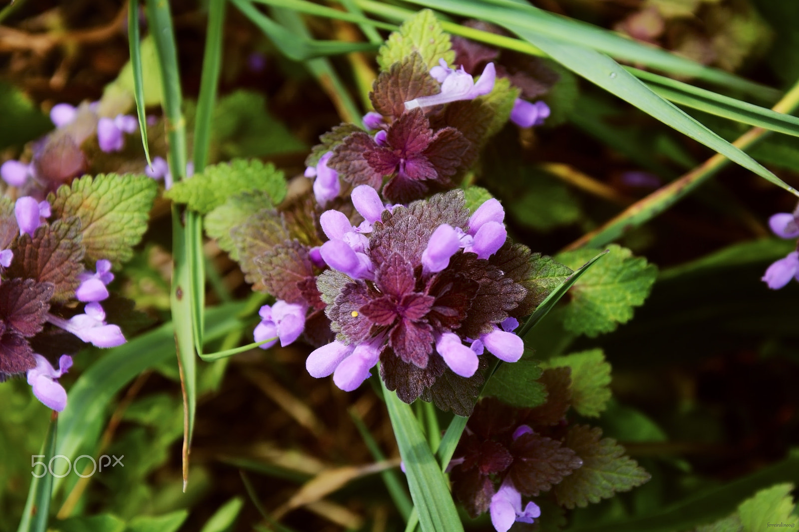 FSA-L2, EDG 65, 800mm F13 G sample photo. Flower photography