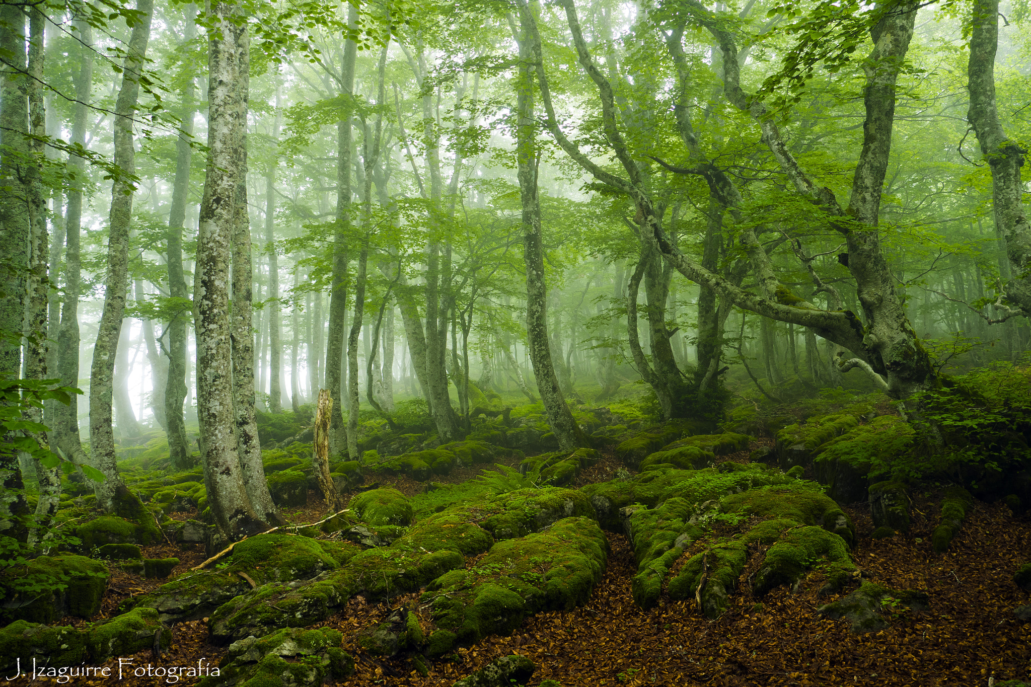 Olympus OM-D E-M1 + OLYMPUS 14-54mm Lens sample photo. Moncrespo. parque natural collados del asón.valle de soba (cantabria) photography
