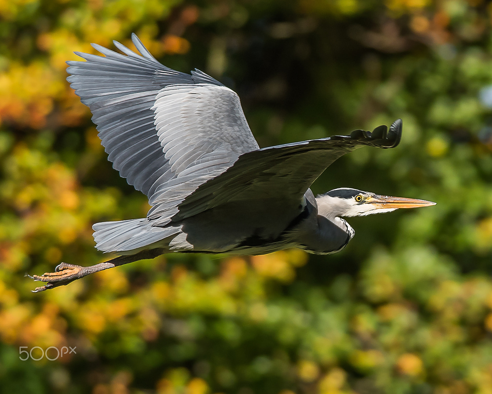 Nikon D810 + Nikon AF-S Nikkor 300mm F4D ED-IF sample photo. Grey heron photography