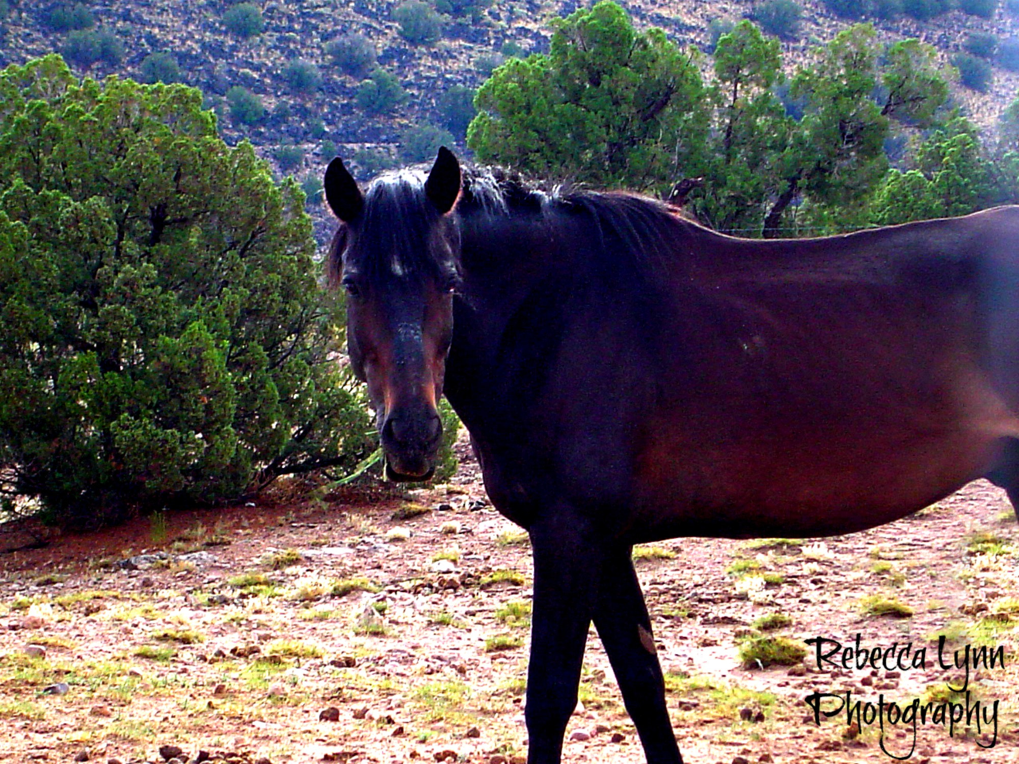 Sony DSC-P72 sample photo. He's posing for me photography