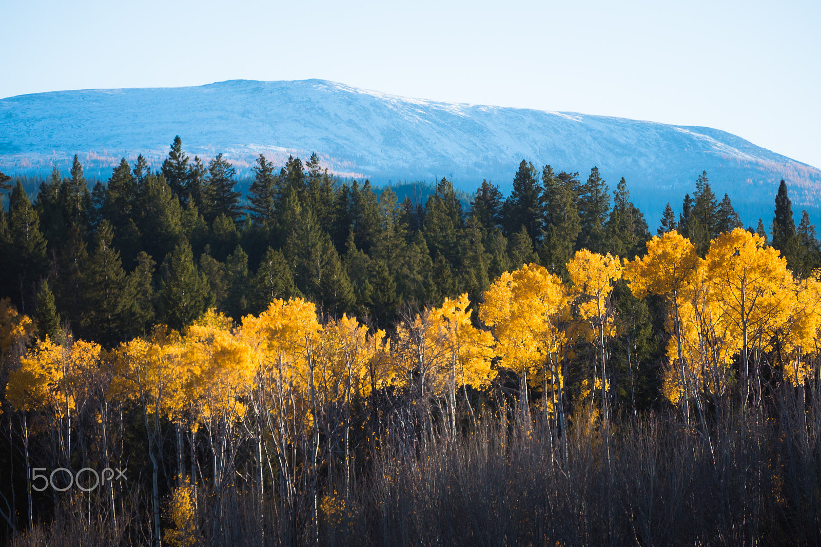 Panasonic Lumix DMC-GH4 sample photo. Autumntrees photography