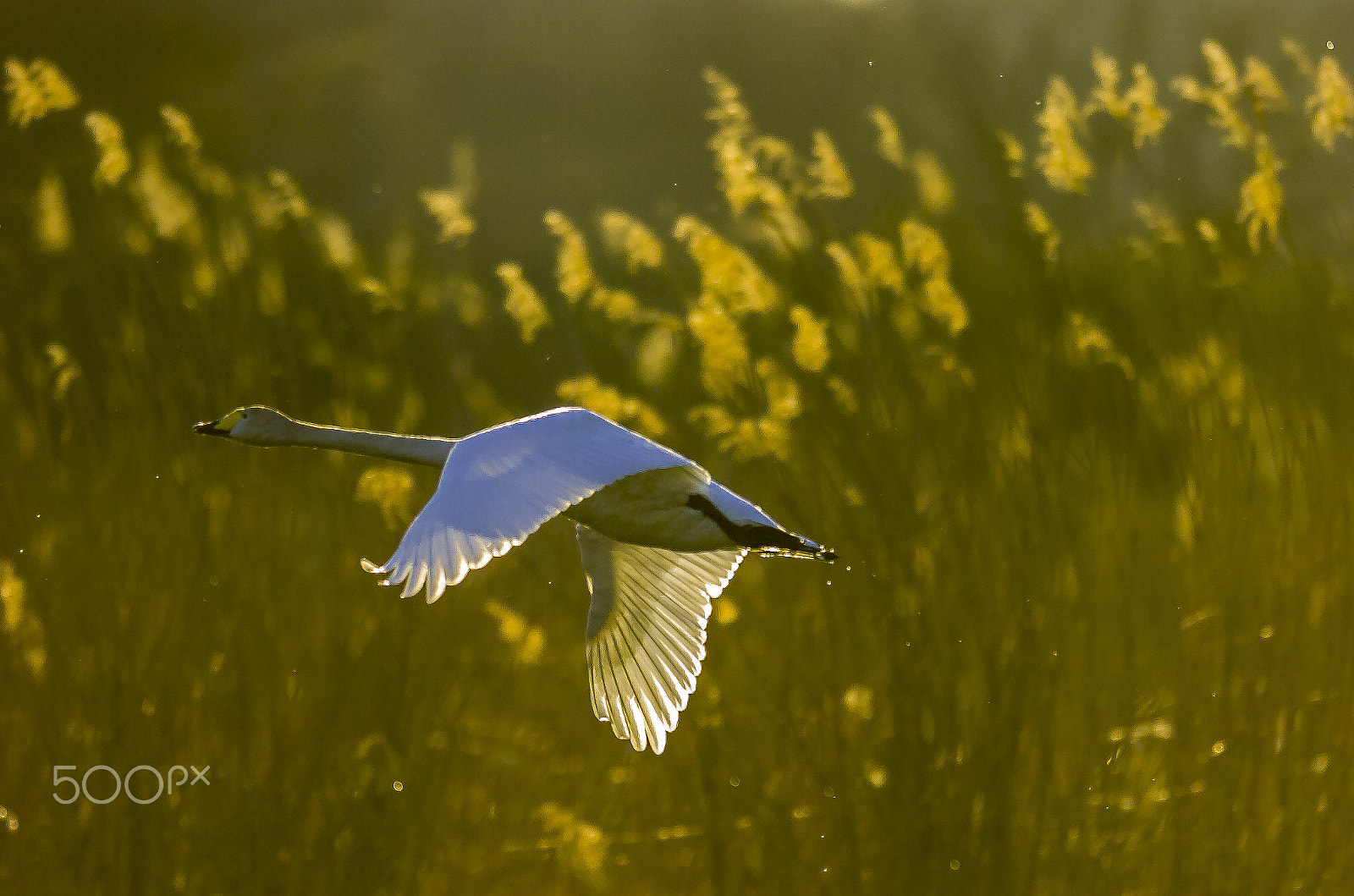 Nikon AF-S Nikkor 400mm F2.8G ED VR II sample photo. _d2h1395.jpg  swan photography
