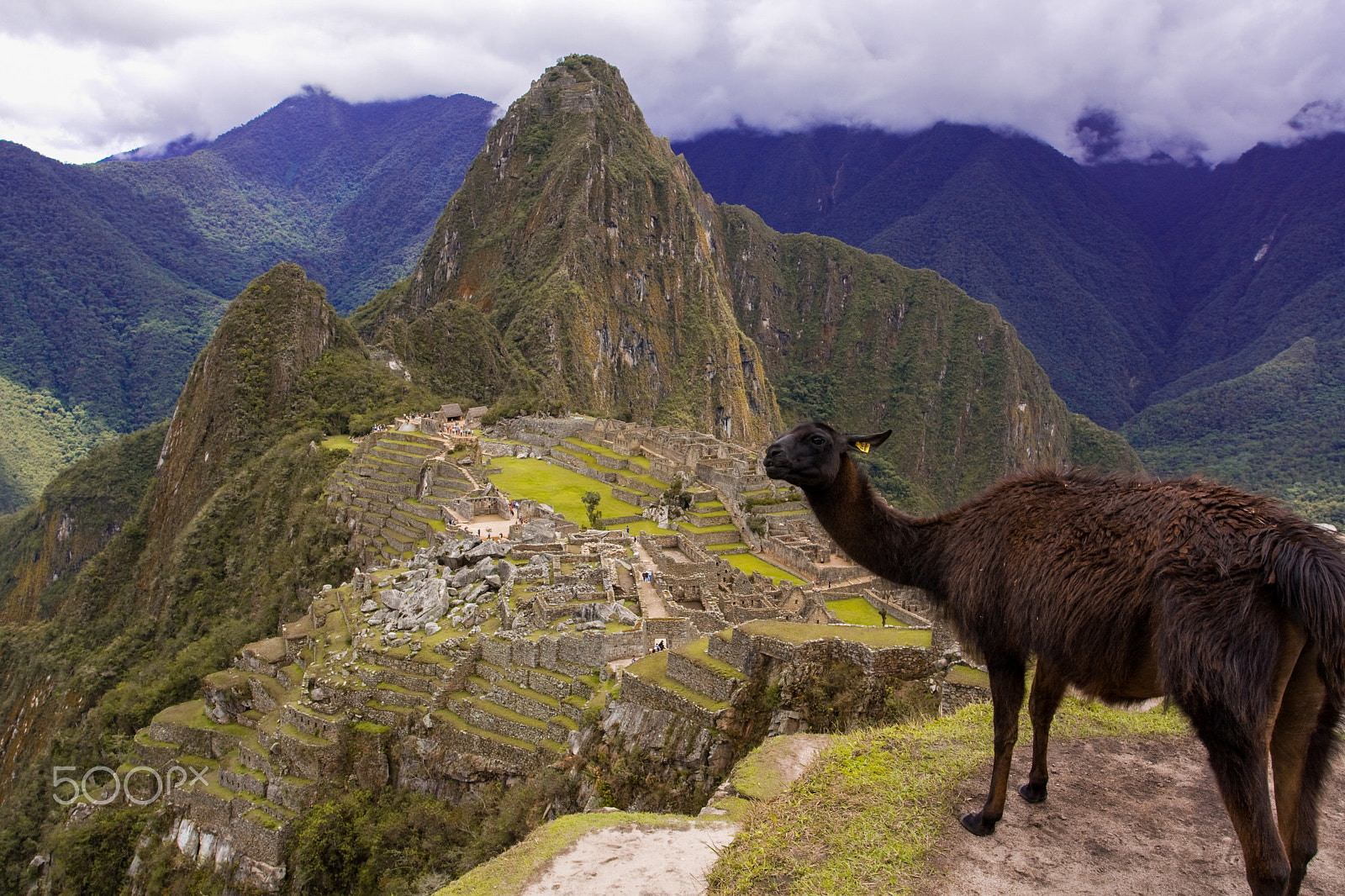 Canon EOS 450D (EOS Rebel XSi / EOS Kiss X2) sample photo. Peru llama photography