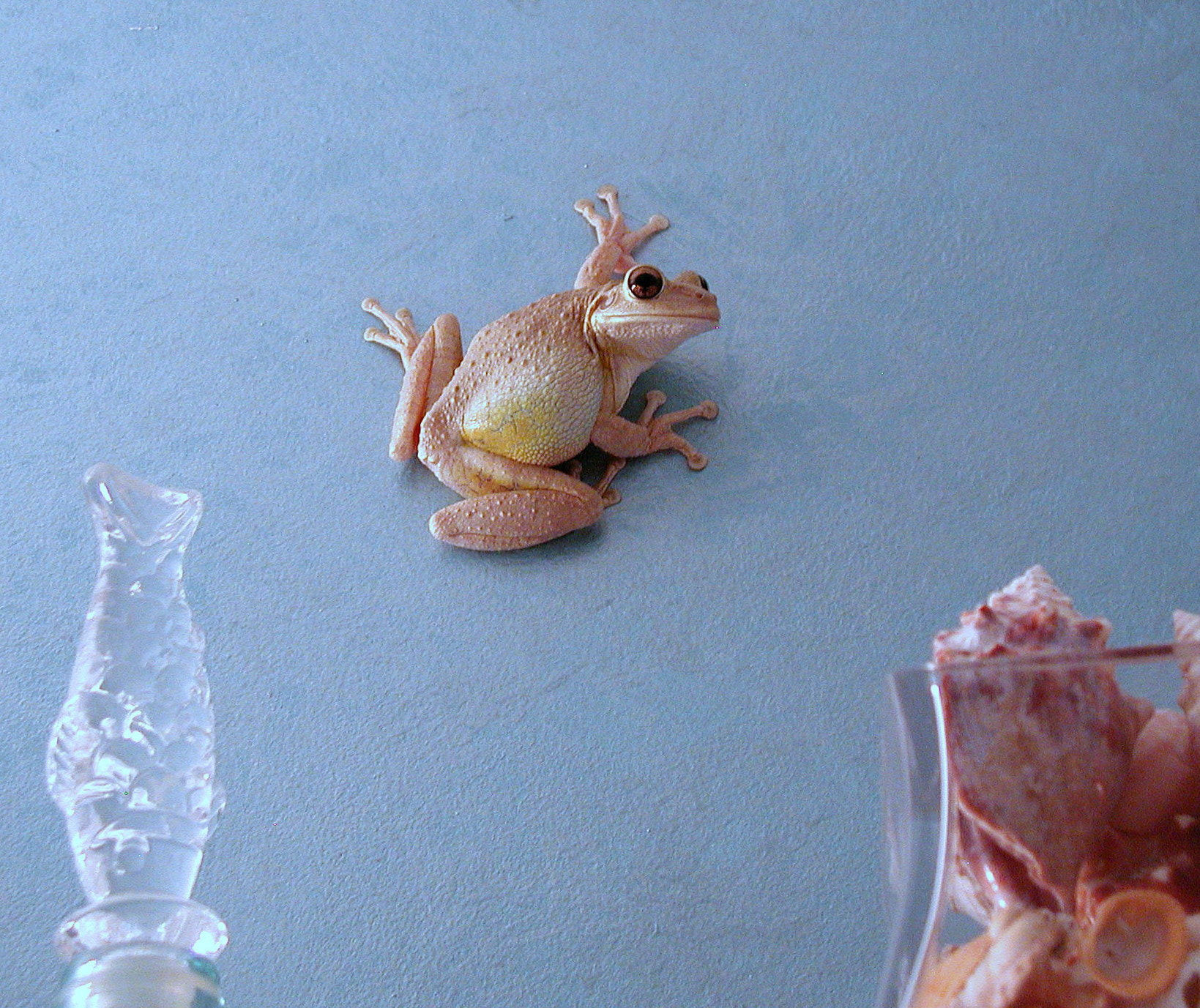 Olympus C3000Z sample photo. Big eye frog photography