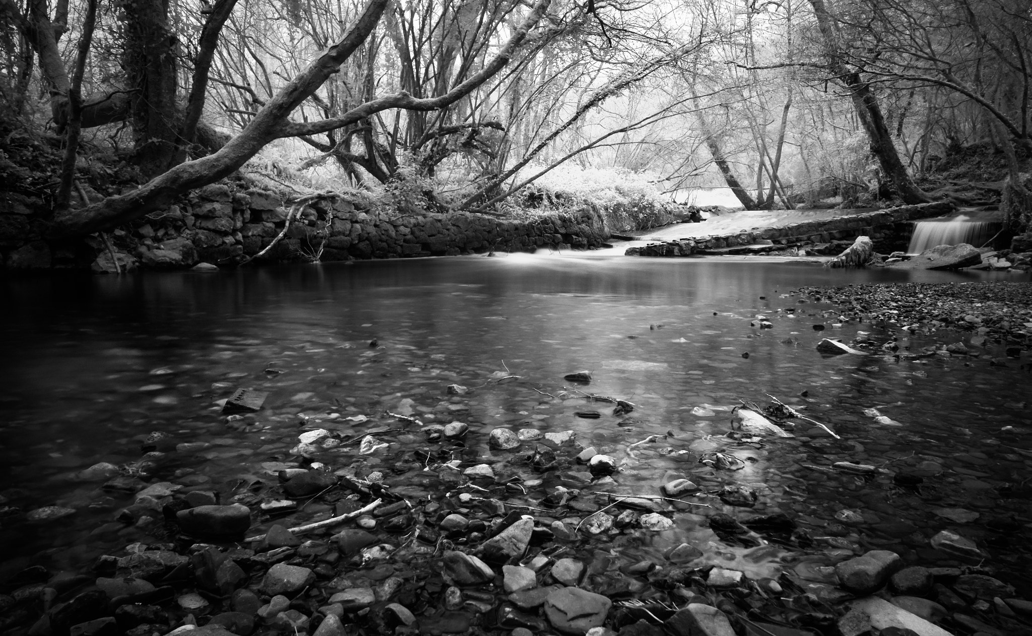 Fujifilm X-E1 + Fujifilm XF 14mm F2.8 R sample photo. Lemony thicket photography